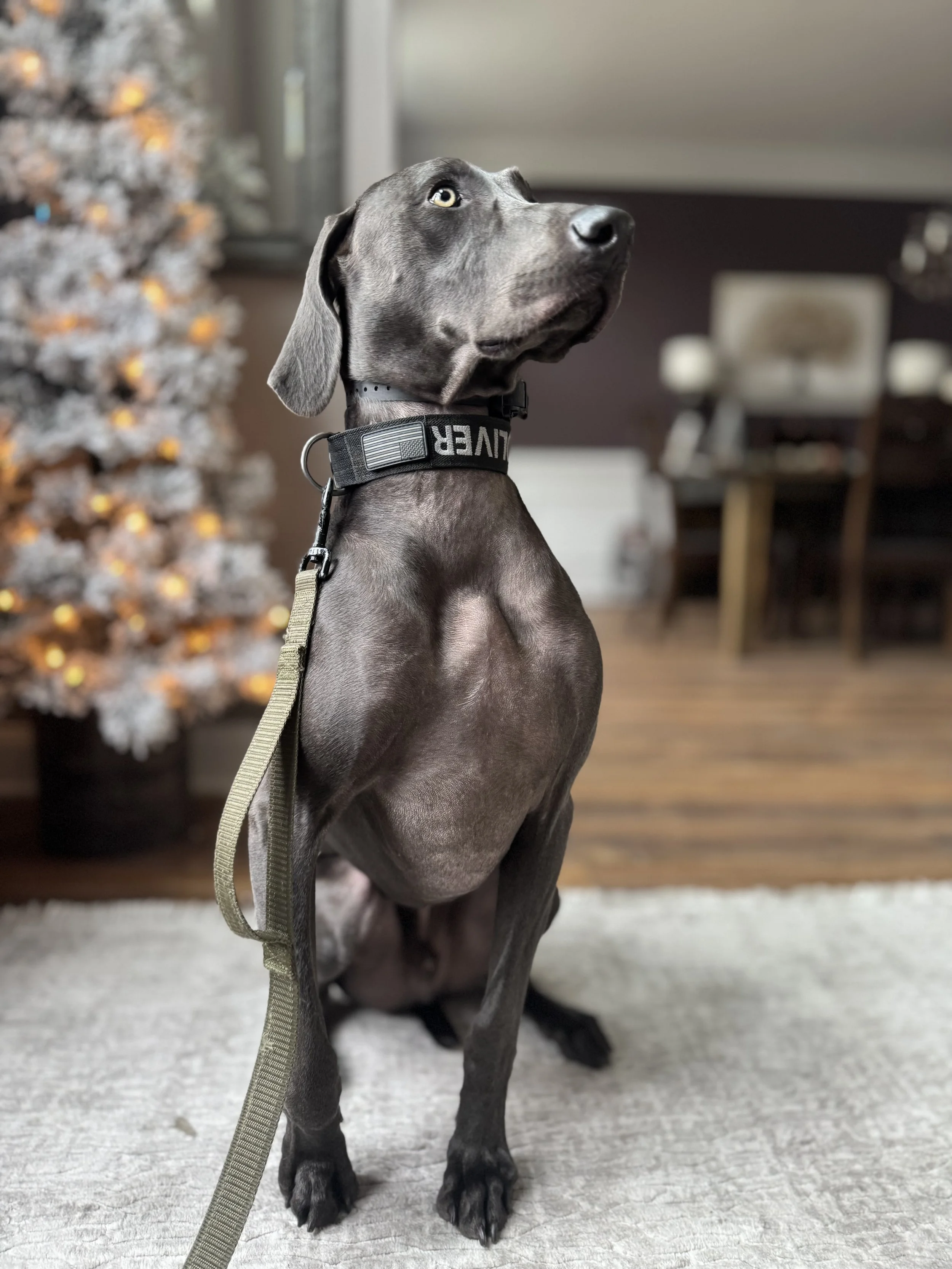 A young Weimaraner dog sitting on a light-colored carpet in a living room, looking upward. There is a decorated Christmas tree with orange and gold ornaments in the background. In Home Dog Training East Greenwich Township, NJ.