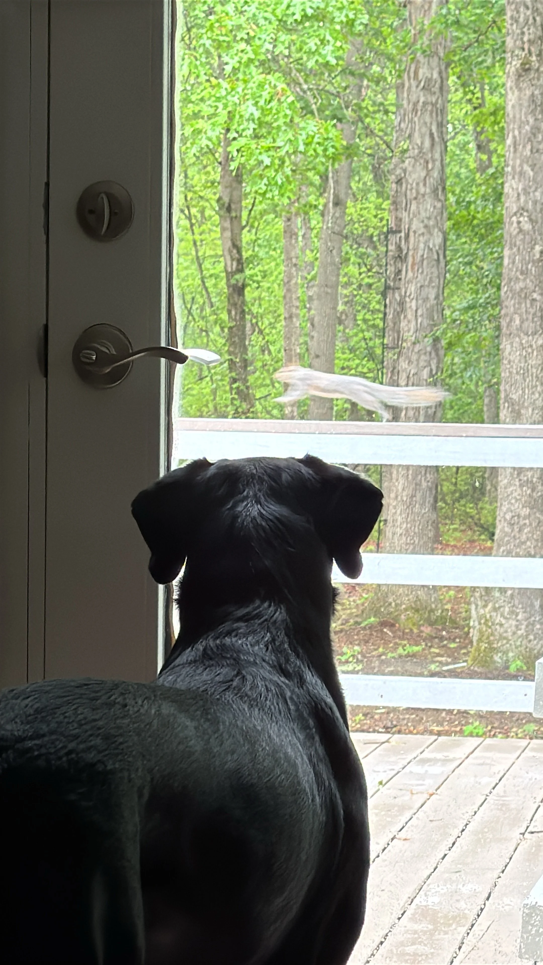 A dog sitting on a porch looking through a glass door at a forested area with trees and green leaves outside. In Home Dog Training in Mantua, NJ