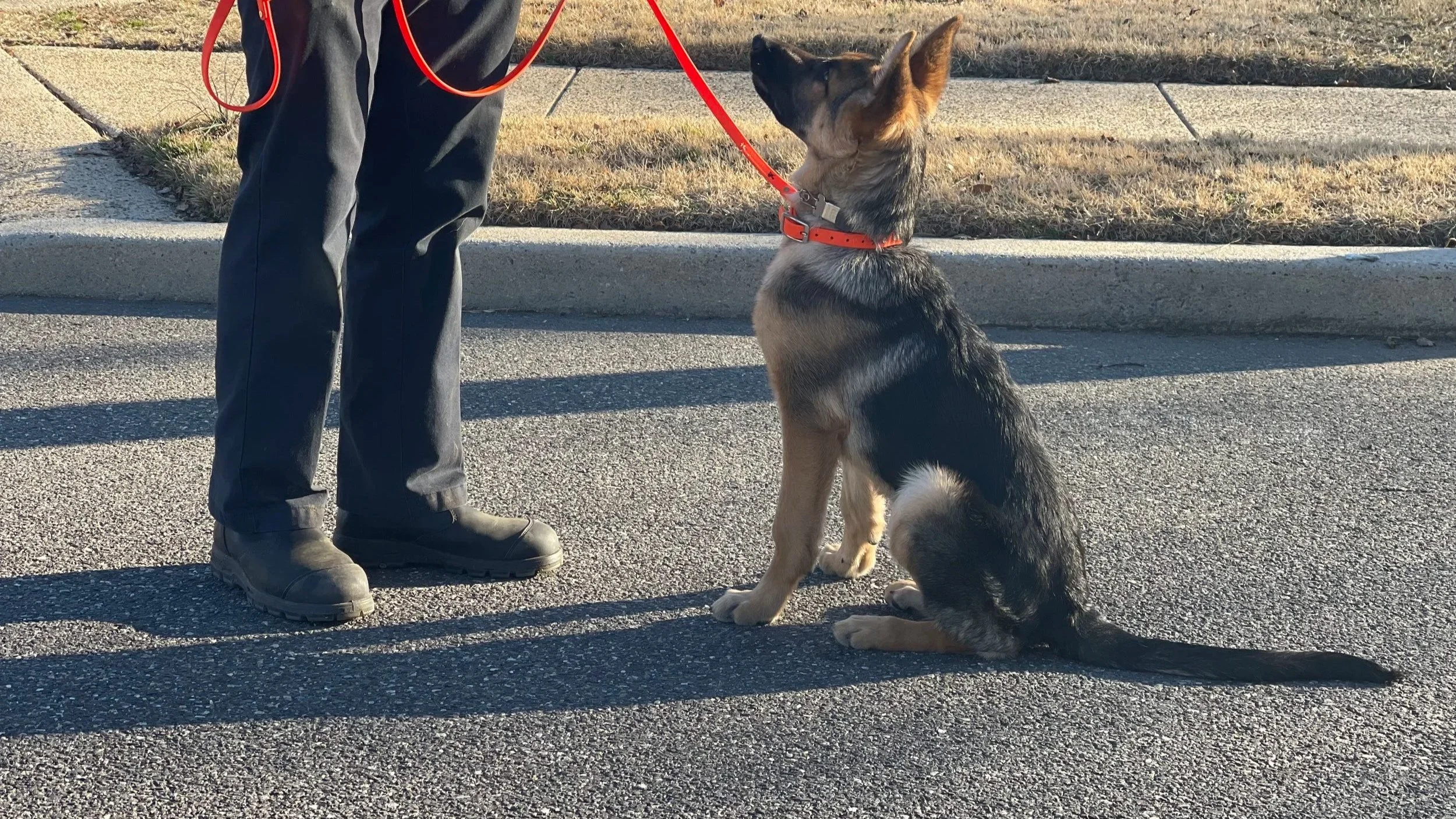 A person standing on a sidewalk with a German Shepherd sitting in front of them. The dog is looking up at the person, who is holding a red leash. The scene is outdoors, with a grassy area and a curb visible. In Home Dog Training in South Jersey