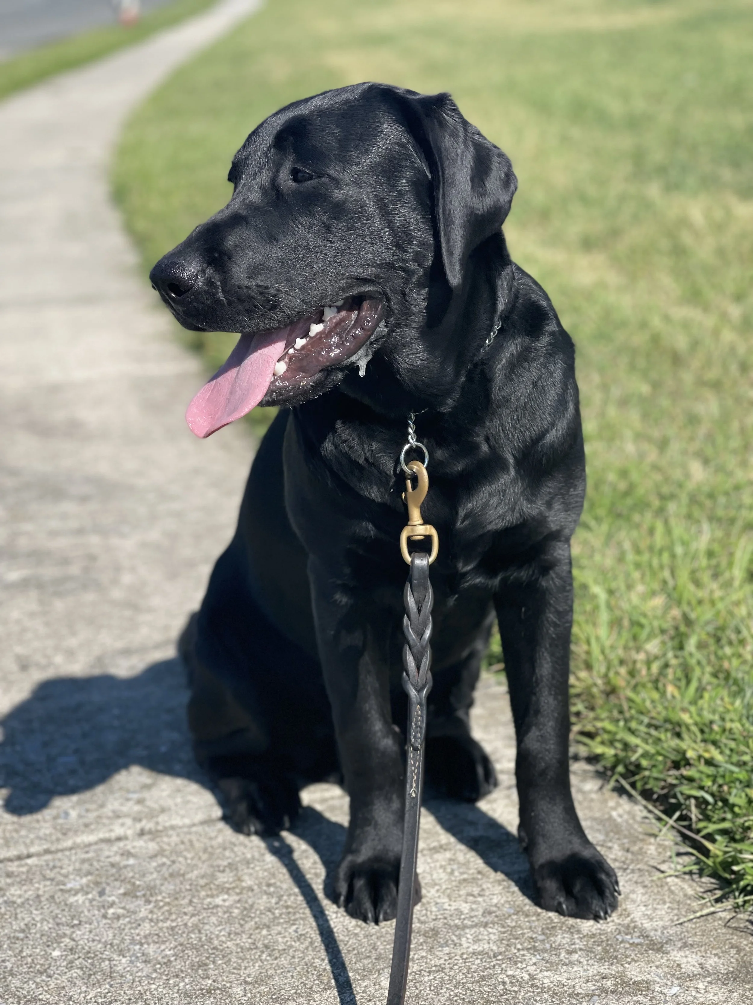 A black Labrador Retriever dog sitting on a sidewalk with grass on the side, panting with its tongue hanging out, wearing a collar and leash. In Home Dog Training Woolwich Township, NJ