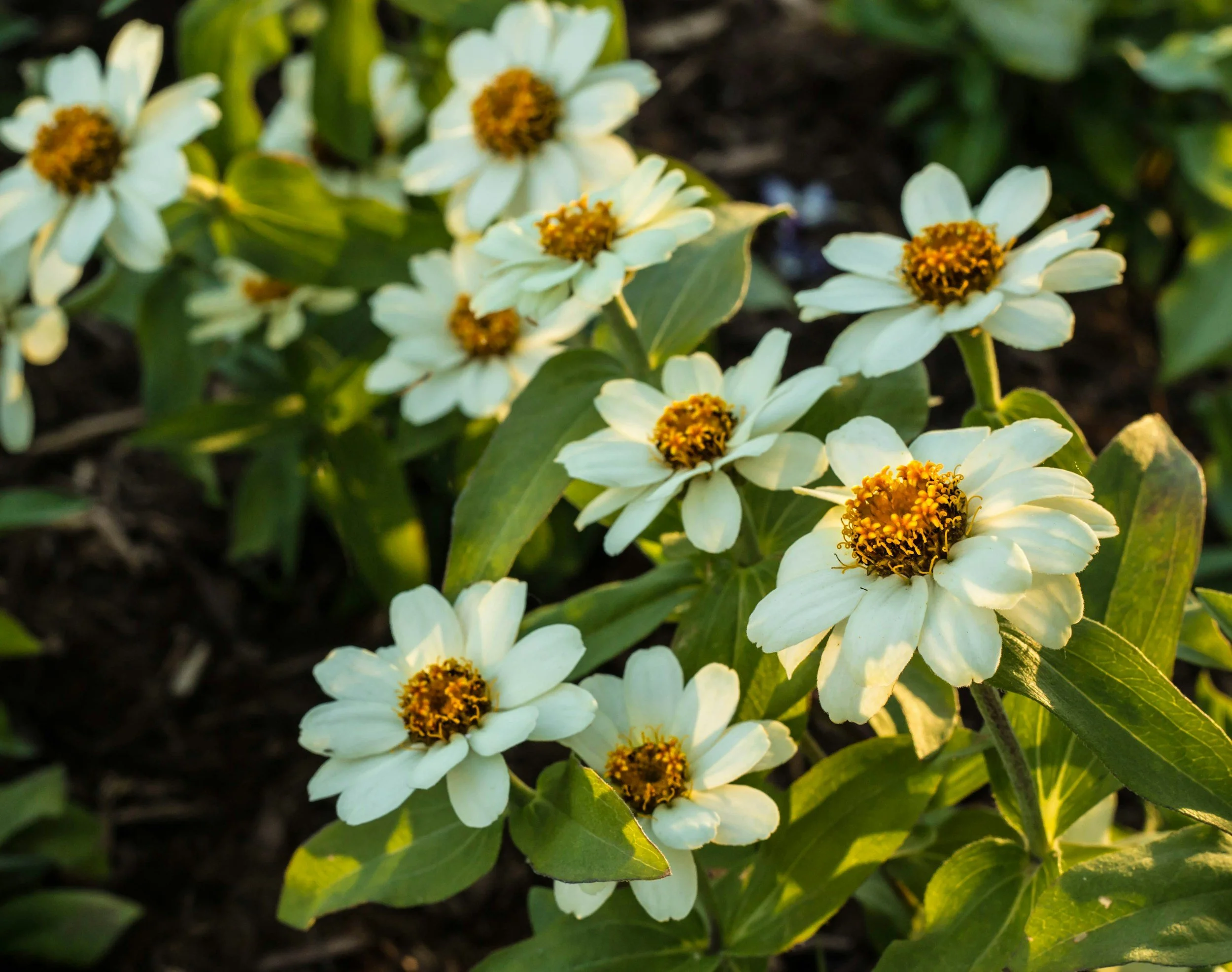 Close-up of white flowers with yellow and brown centers, surrounded by green leaves, on dark soil background.