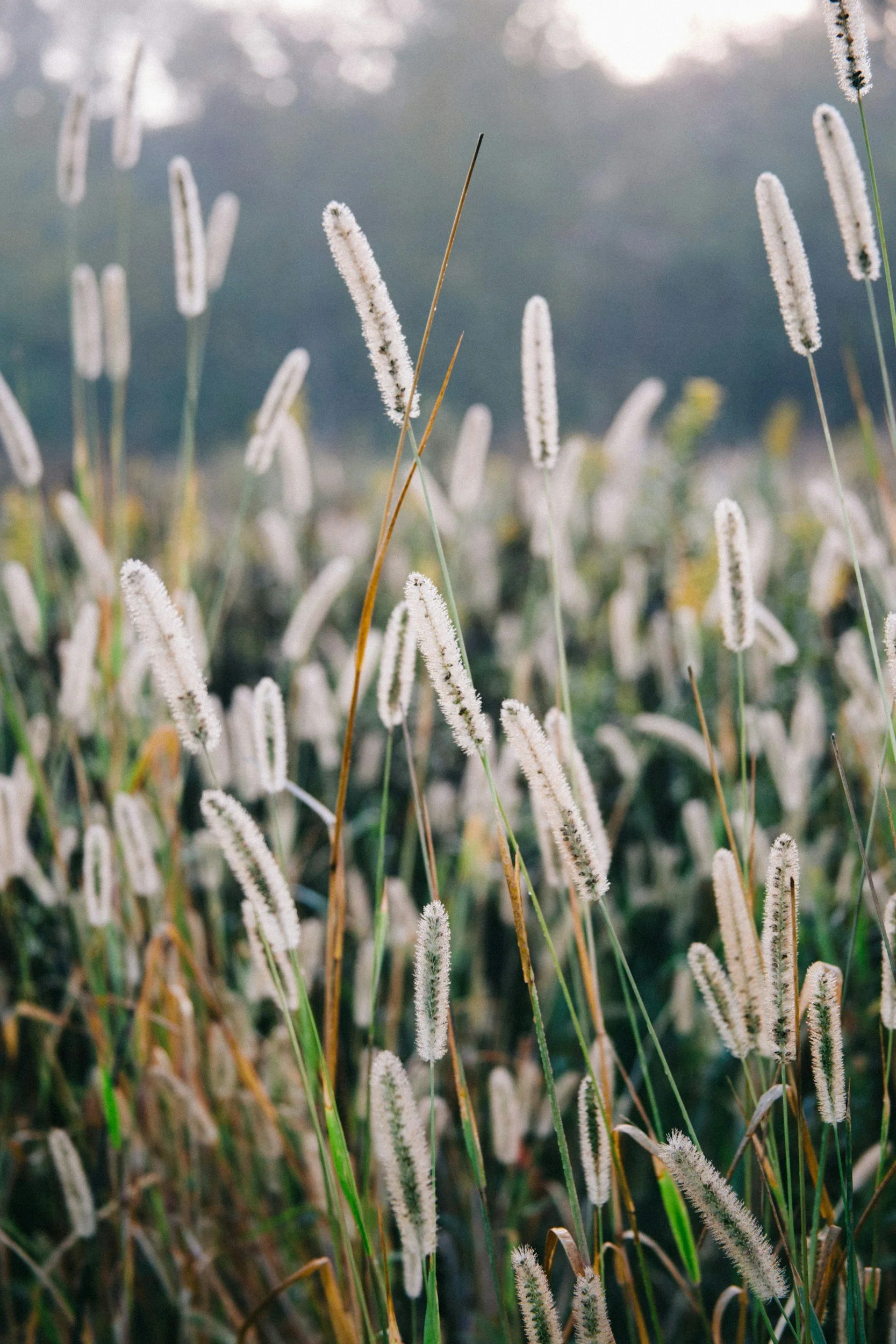 Close-up of tall, fuzzy grasses with long seed heads swaying in the breeze, blurred background with cloudy sky.