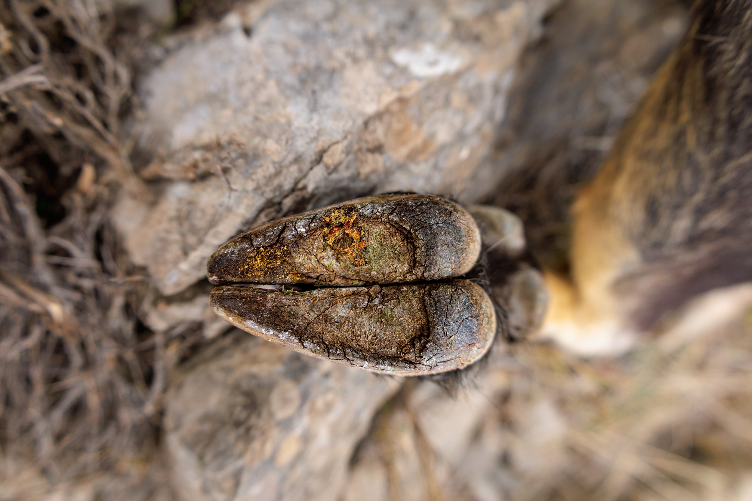 Close-up of stacked rocks on the ground with dry soil and twigs around.