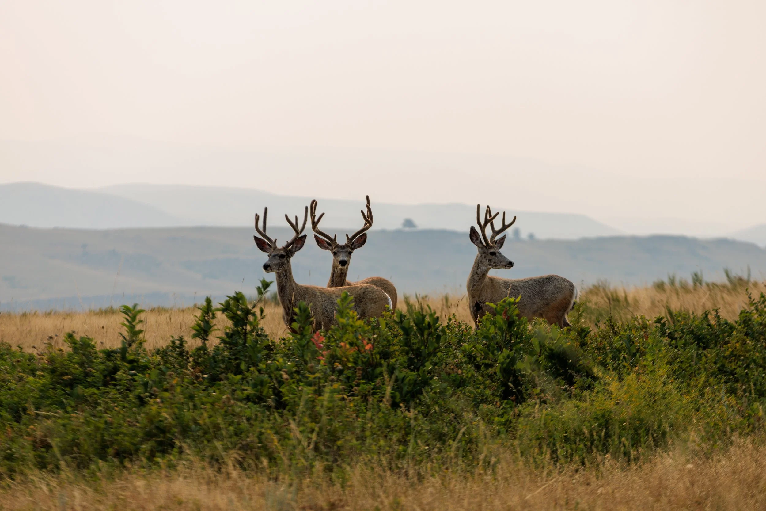 2638_MT Fly Fishing SOA_JCS_HighRes-182 - Copy.jpg