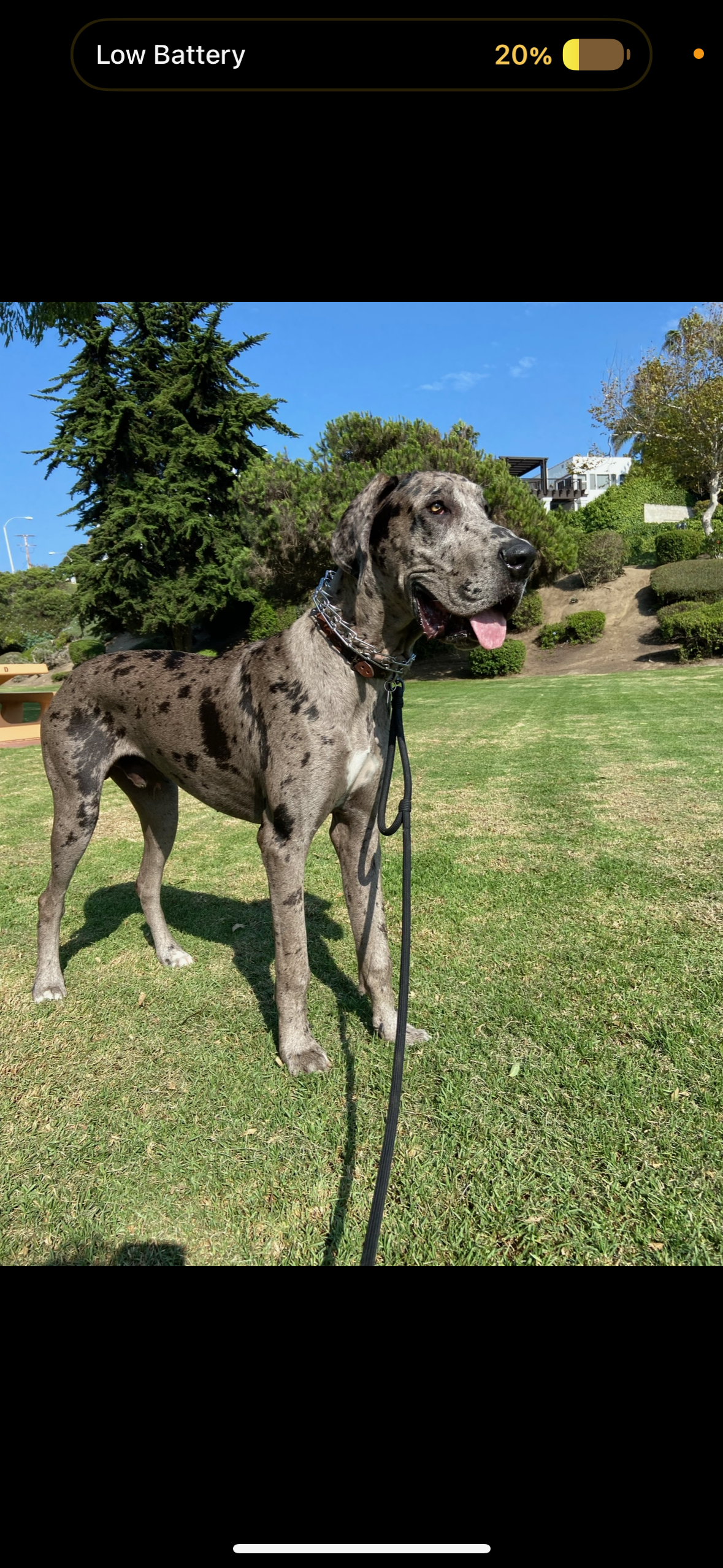 Dog Walking