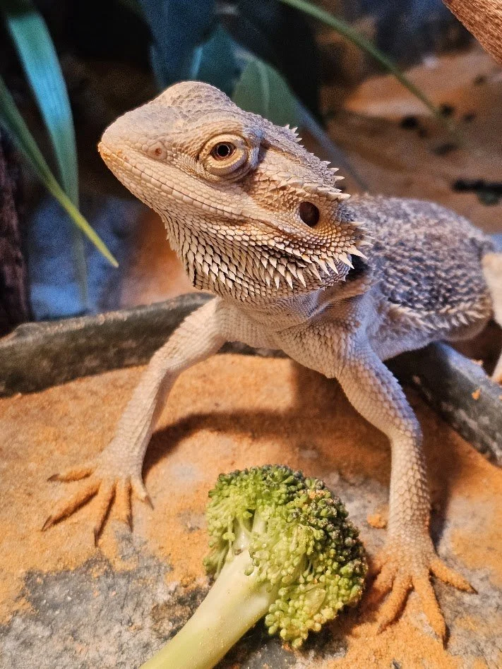 dragon.jpg