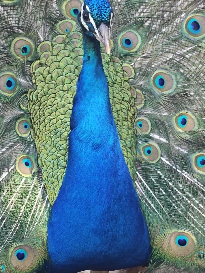 peacock.jpg