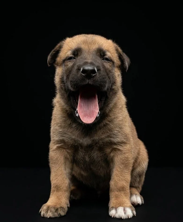 puppy 4.jpg