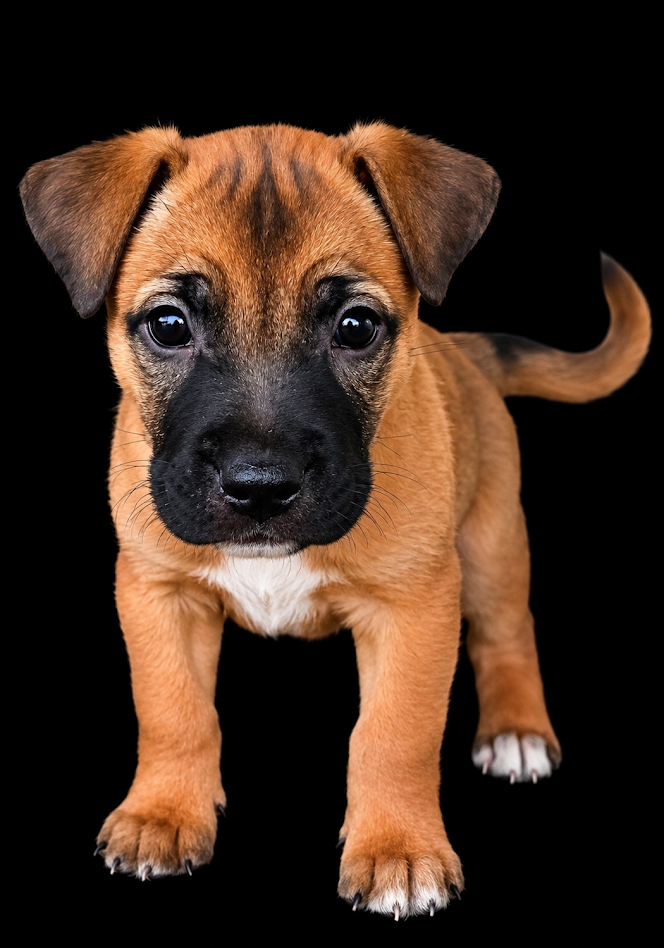 puppy 6.png