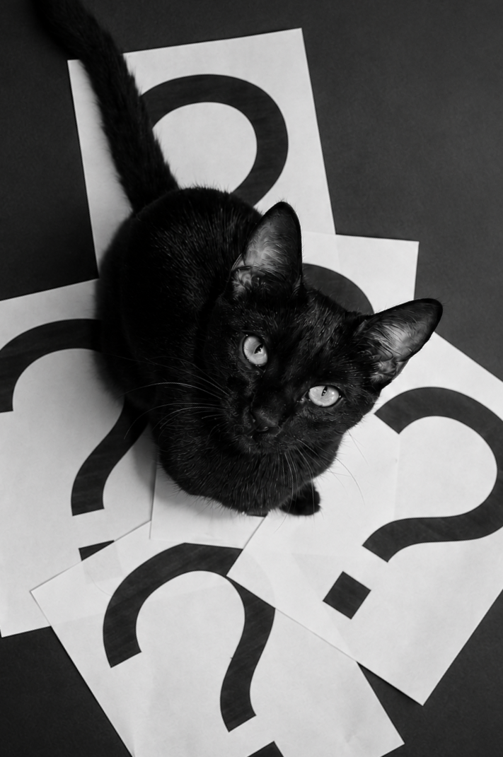 A black cat sitting on a surface surrounded by multiple sheets of paper with large question marks printed on them.