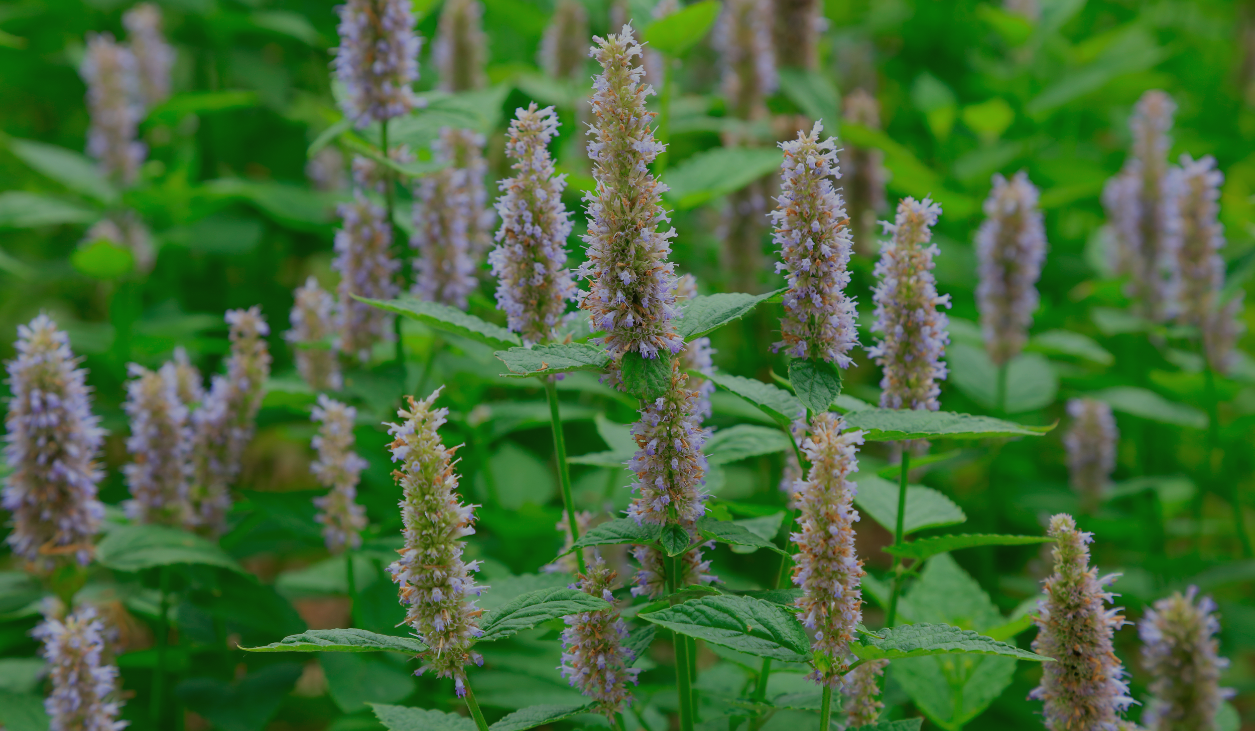 Patchouli