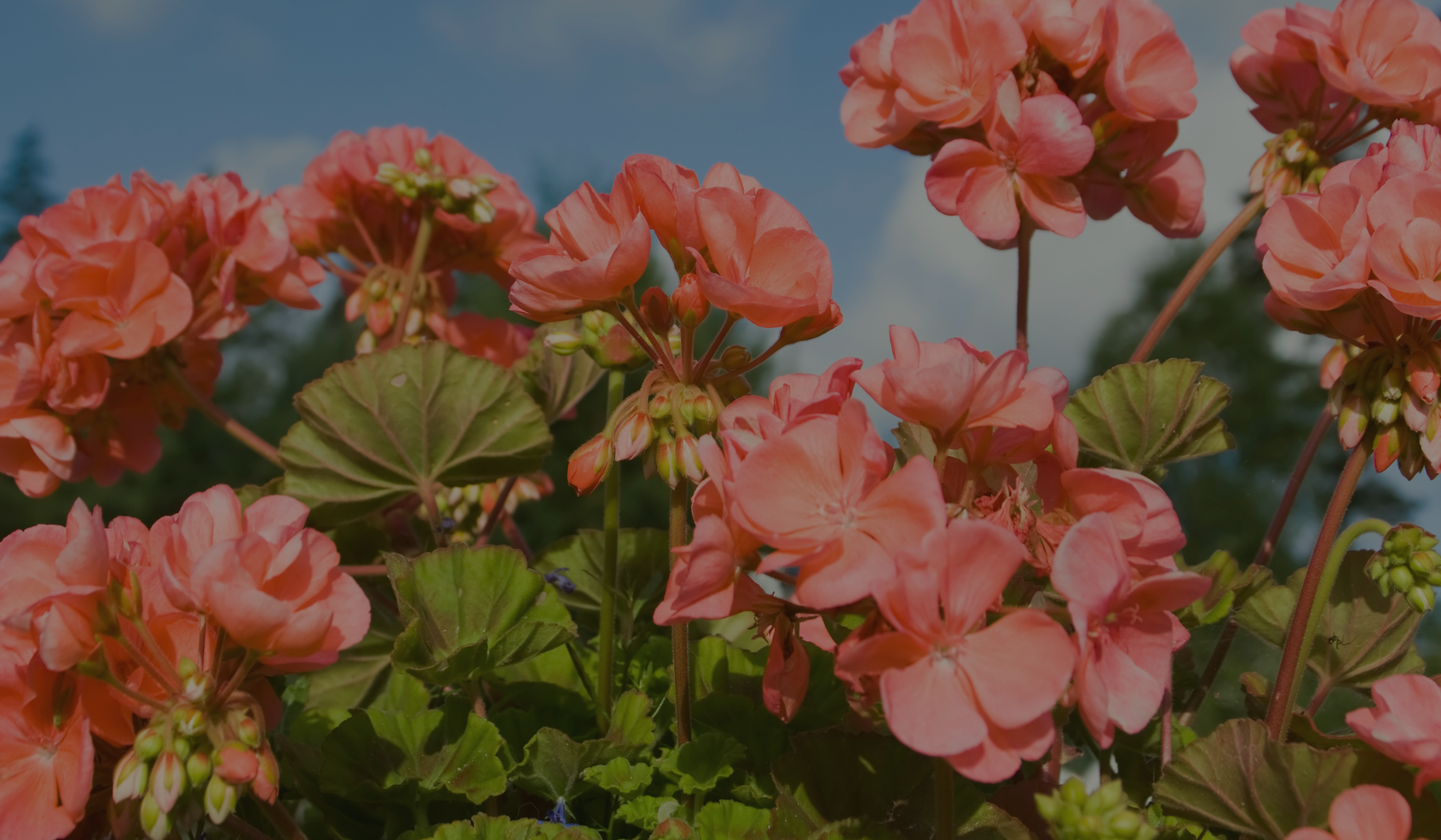 Geranium