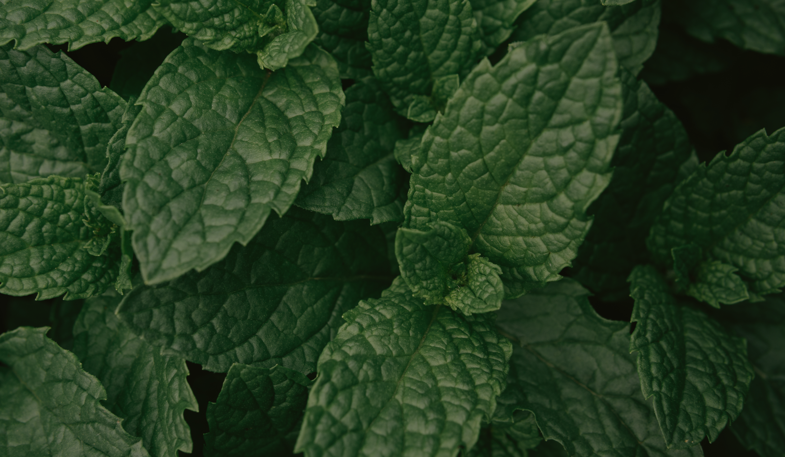 Peppermint
