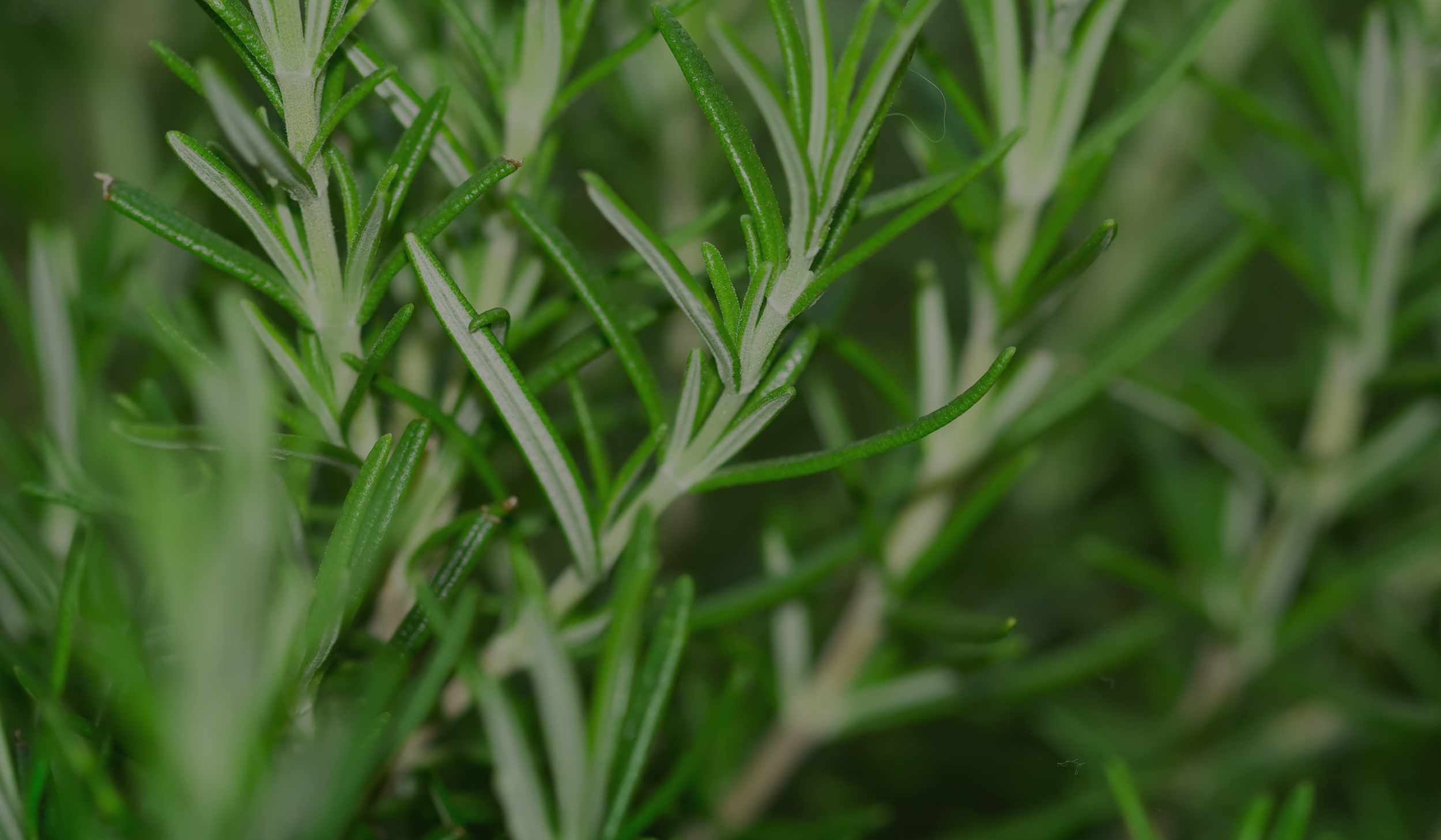 Rosemary