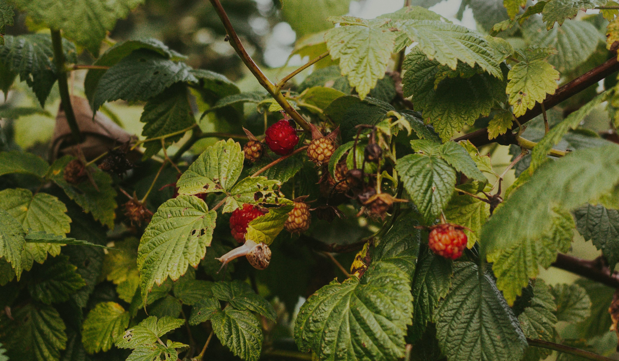 Raspberry Leaf