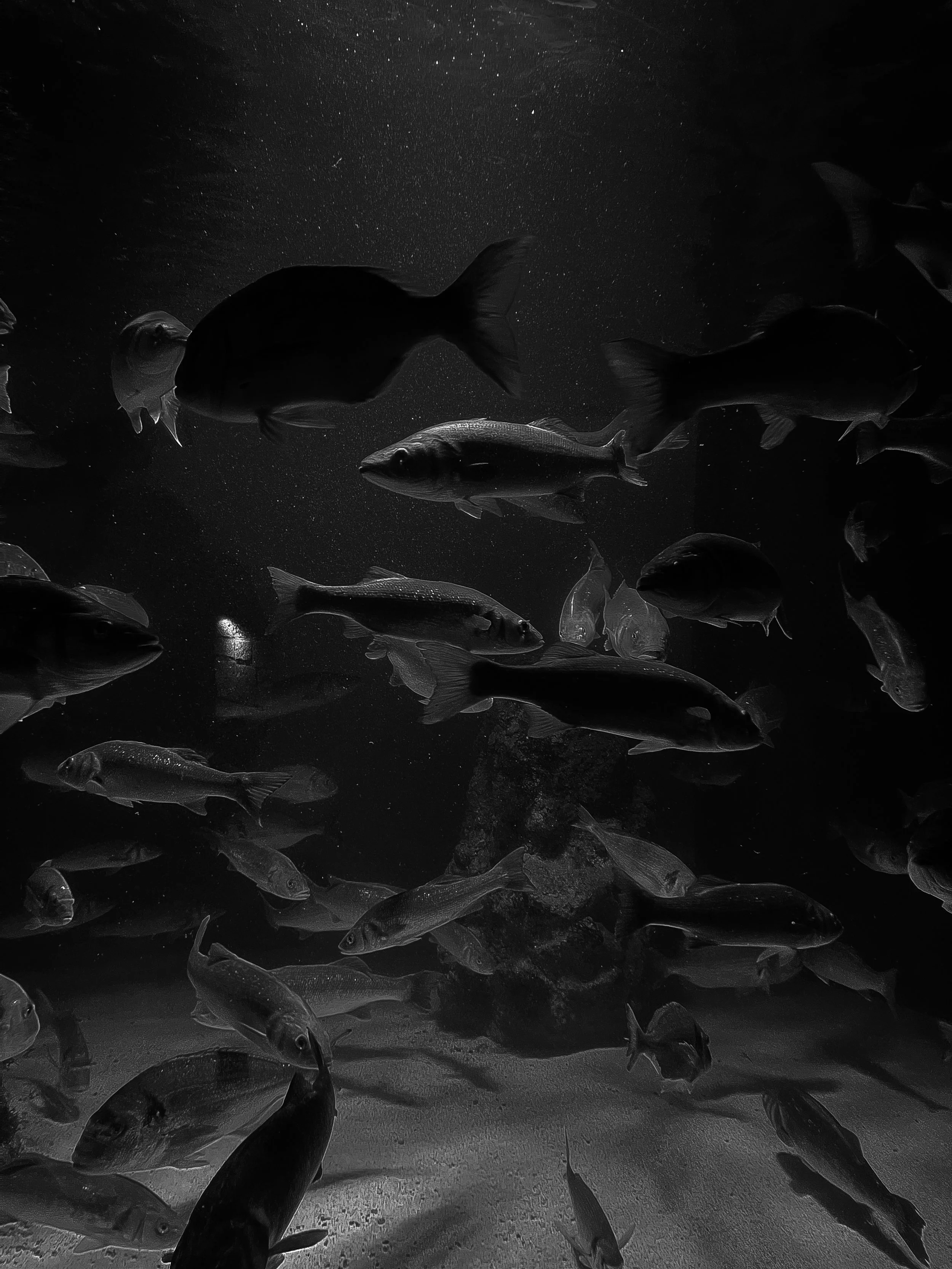 Black and white underwater scene showing a school of fish swimming near the ocean floor with bubbles and particles in the water.