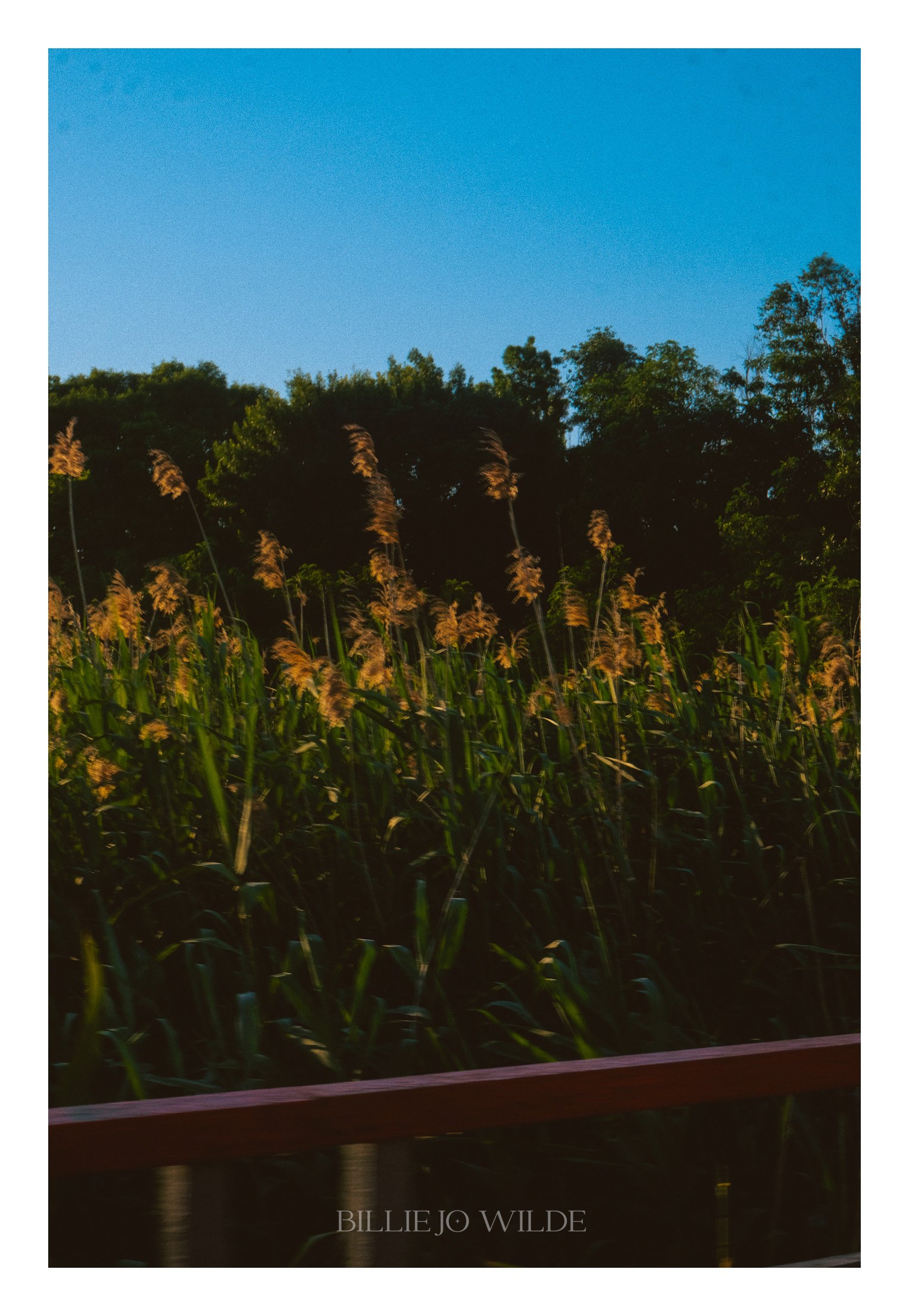 View of tall grasses in foreground, trees on a hill in background, and a clear blue sky.