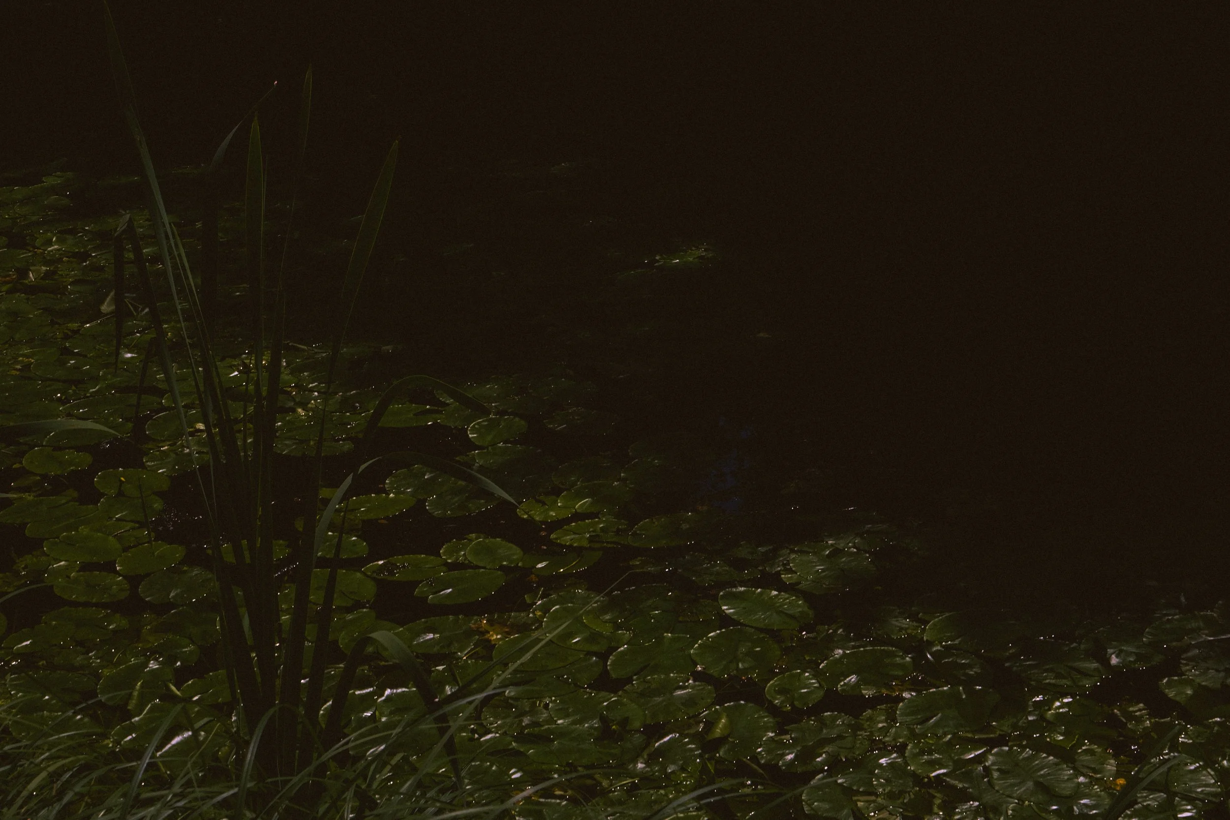 Nighttime scene of a pond with lily pads and tall grass.