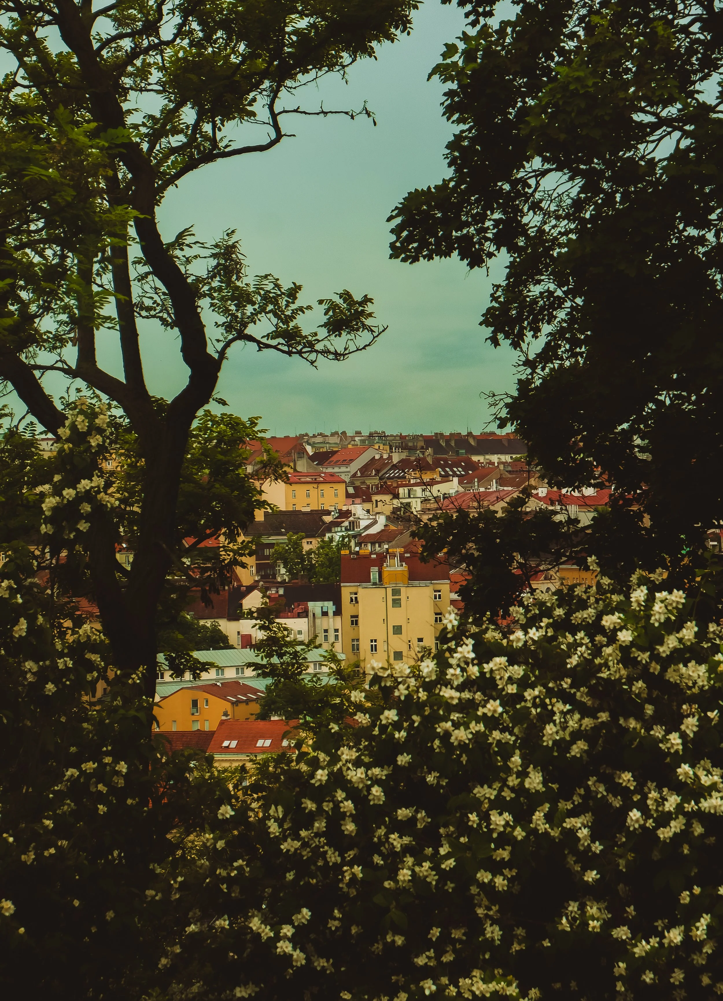Cityscape with a cluster of flowering trees in the foreground and rooftops of buildings in the background under a cloudy sky.