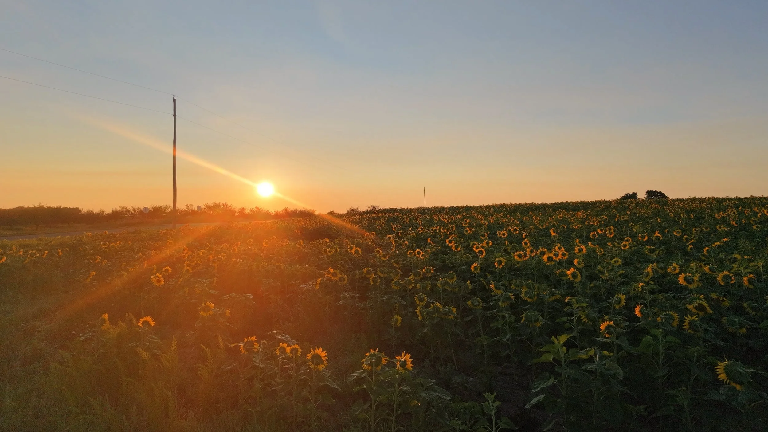 Sunflower field at sunset with power pole and wires in the distance.