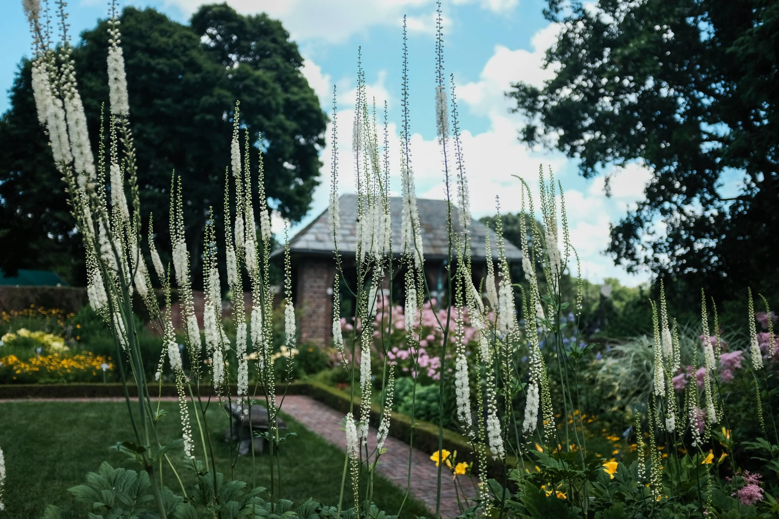 White flowering stalks in a garden with a brick house and large trees in the background, blue sky with scattered clouds.
