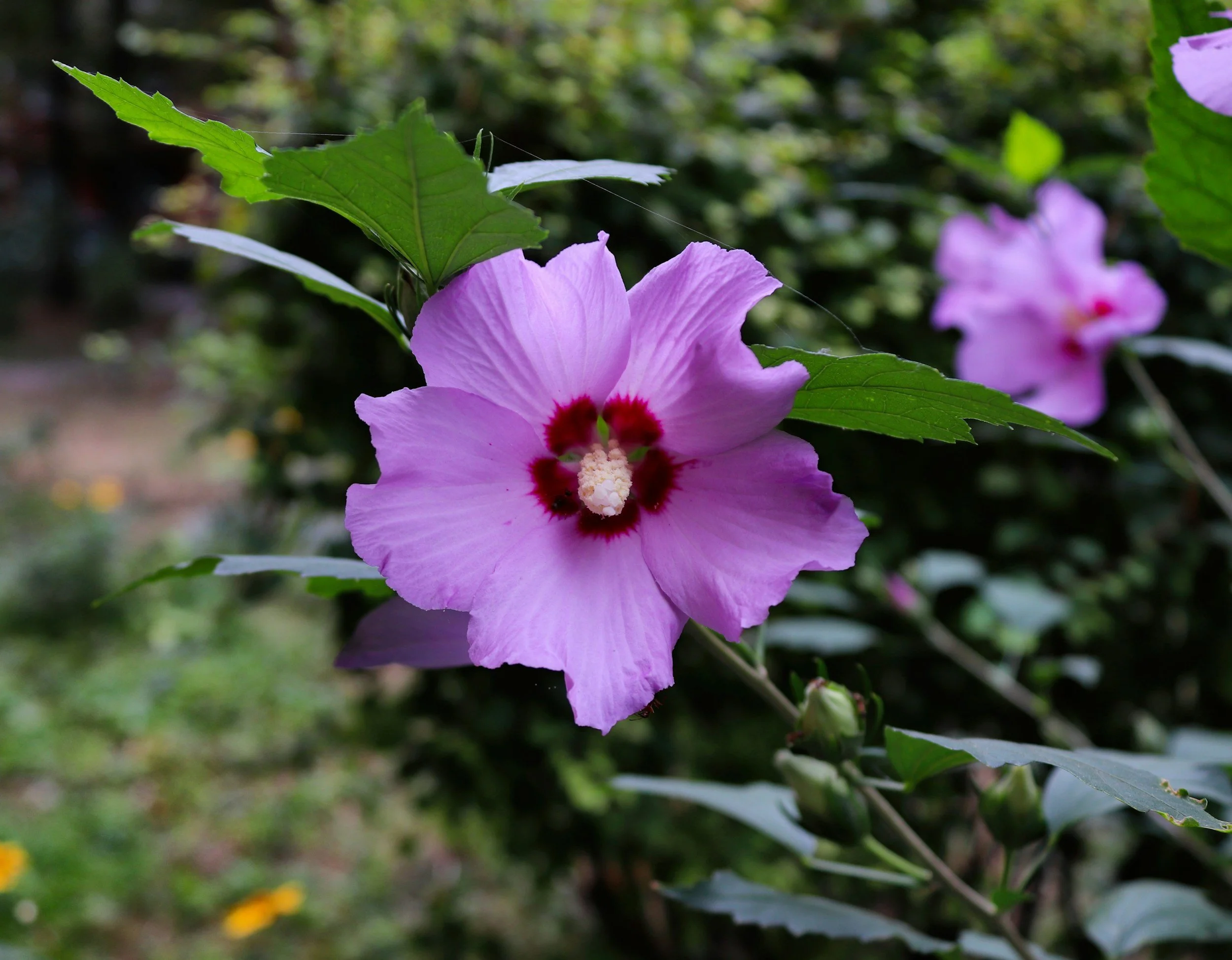Beautiful pink althea flower in full bloom.