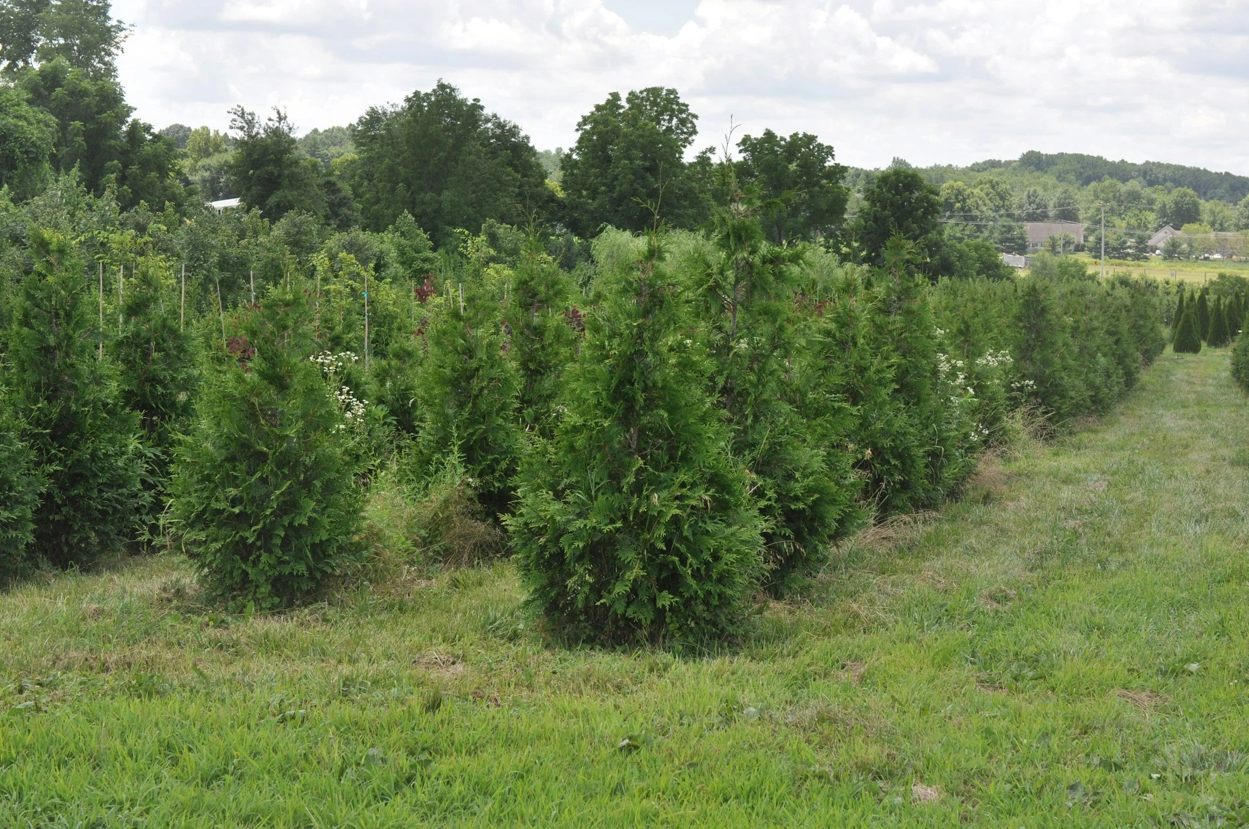 Row of arborvitae trees growing on a tree nursery farm.
