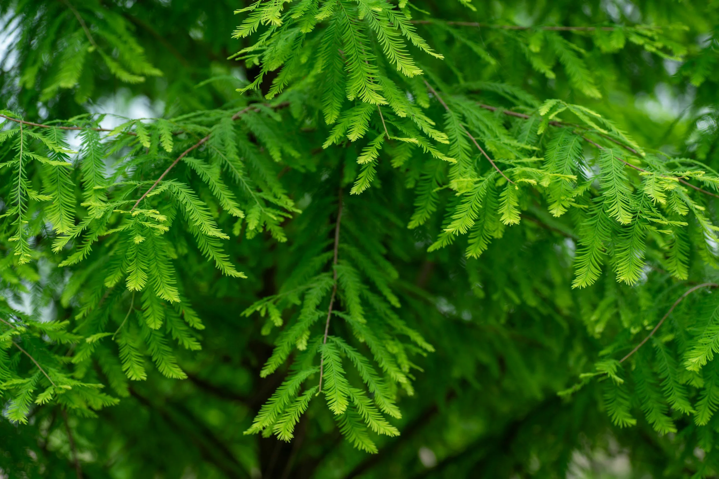 Vibrant green branches of an evergreen tree.