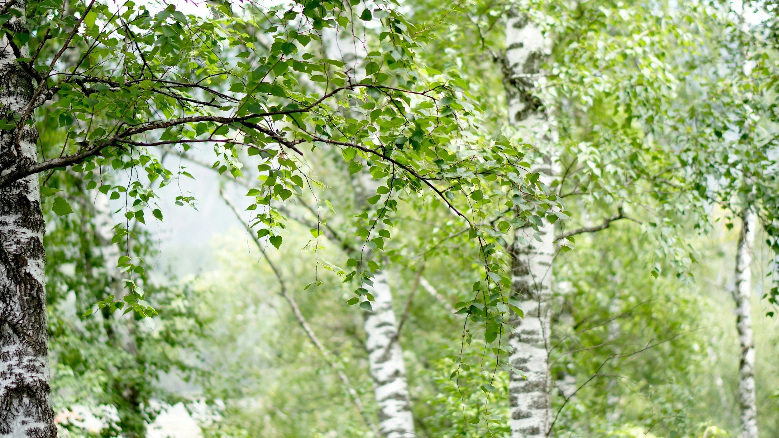 Green leaves and branches of a birch tree.