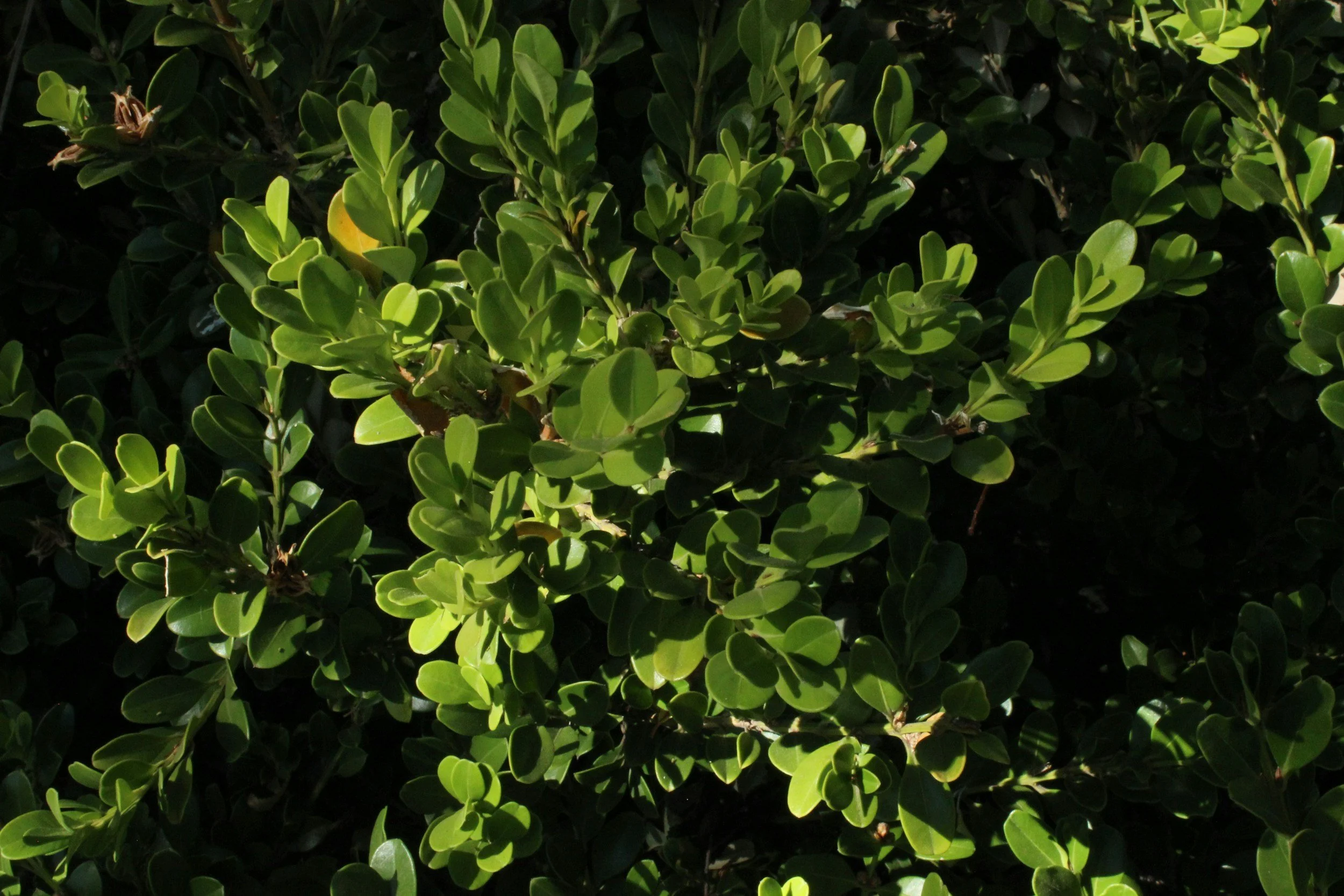 Up close image of the branches and leaves of a boxwood shrub.
