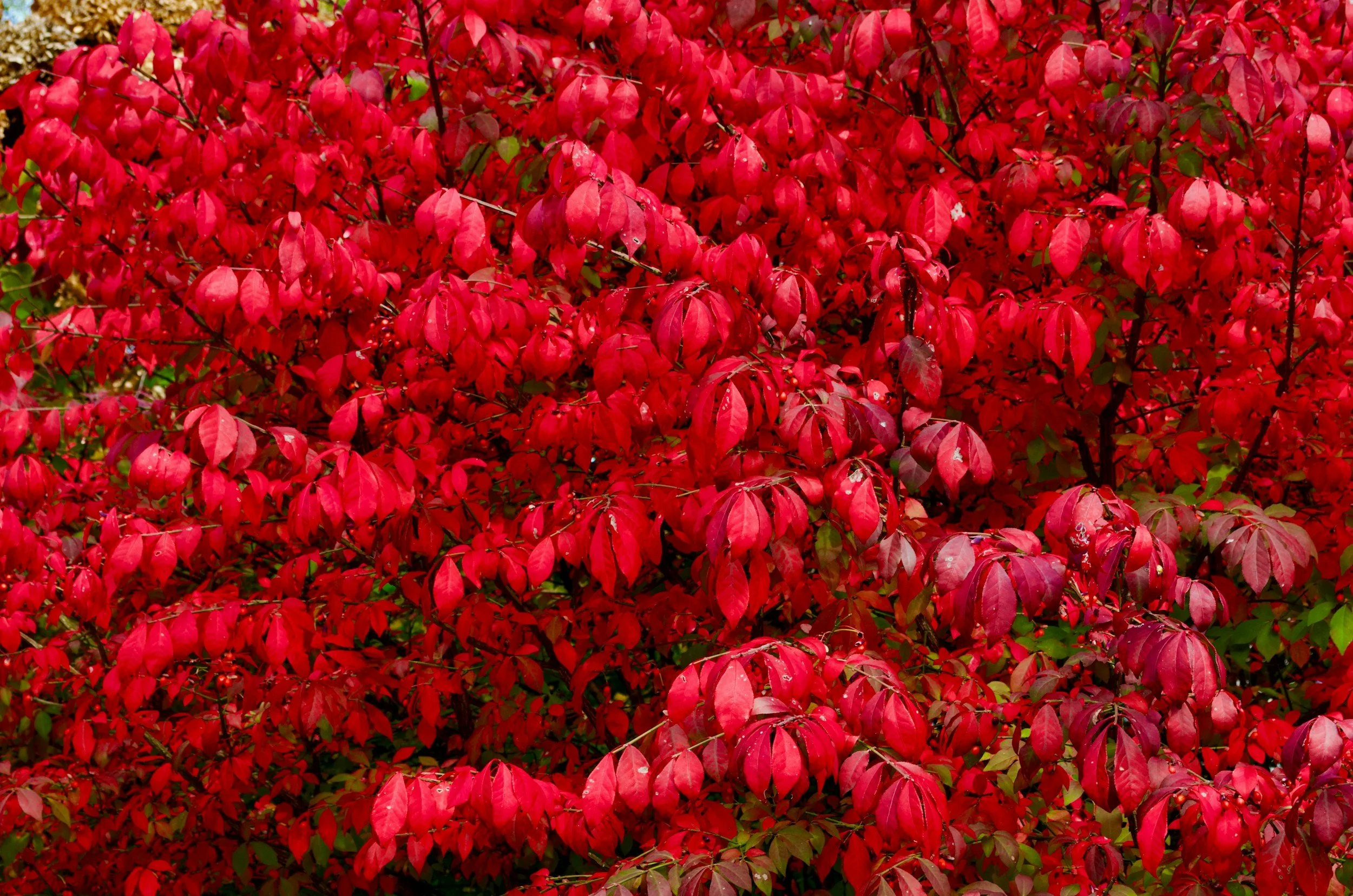 Bright red leaves of a burning bush shrub in the fall.
