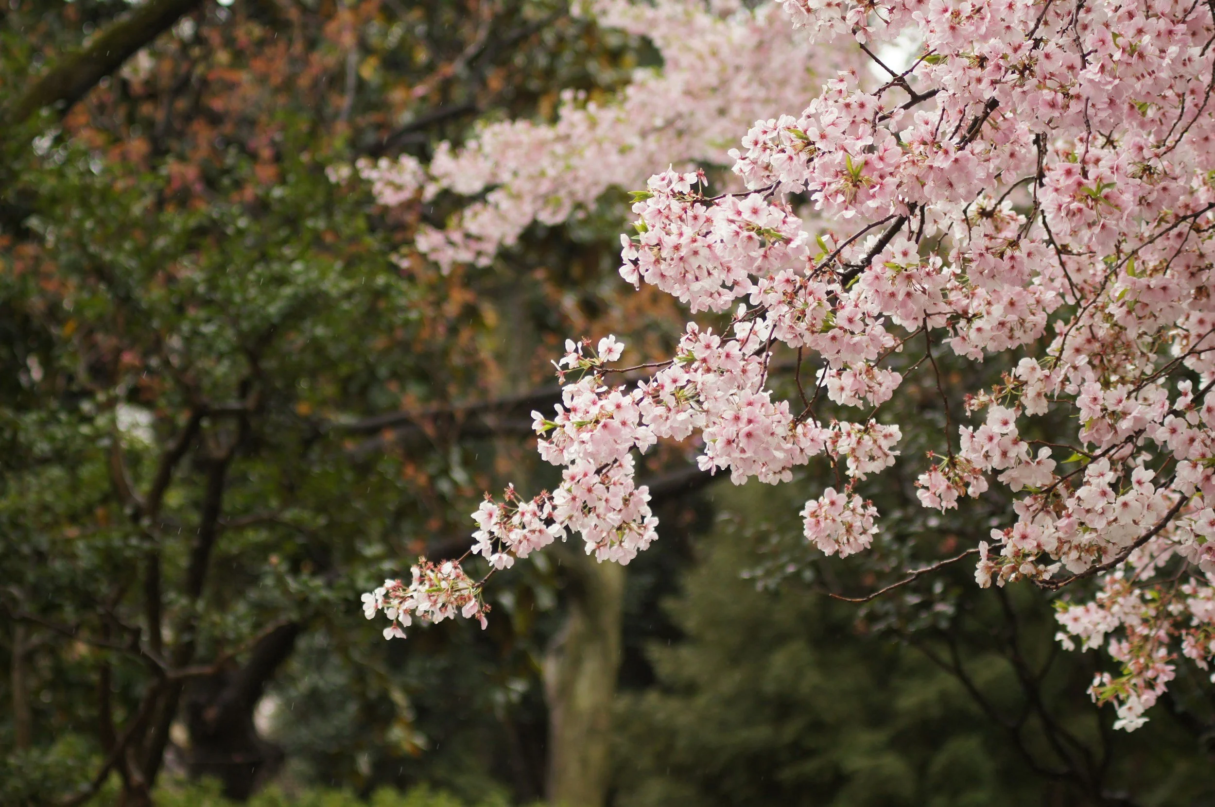 Pink cherry tree with branches in bloom in a park.