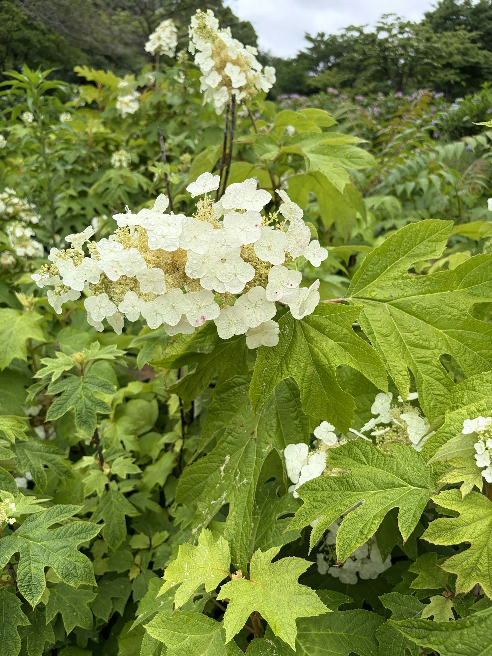 Creamy white hydrangea bloom on a branch surrounded by green leaves