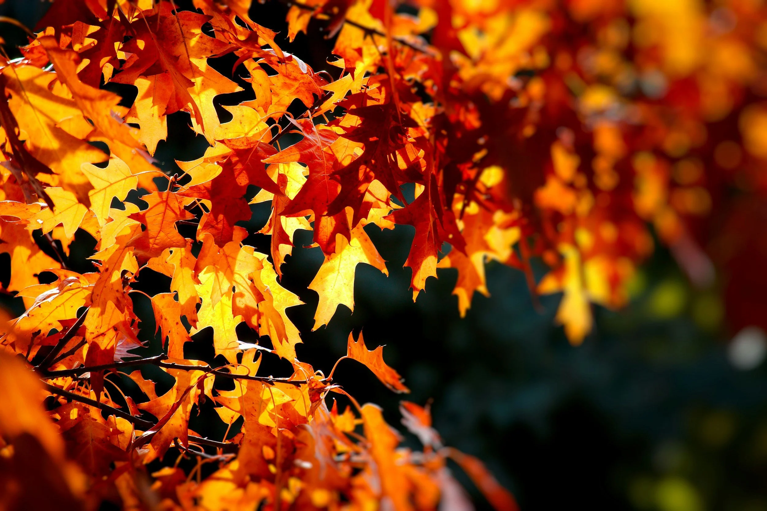 Vibrant reddish orange maple leaves in the sunlight in fall
