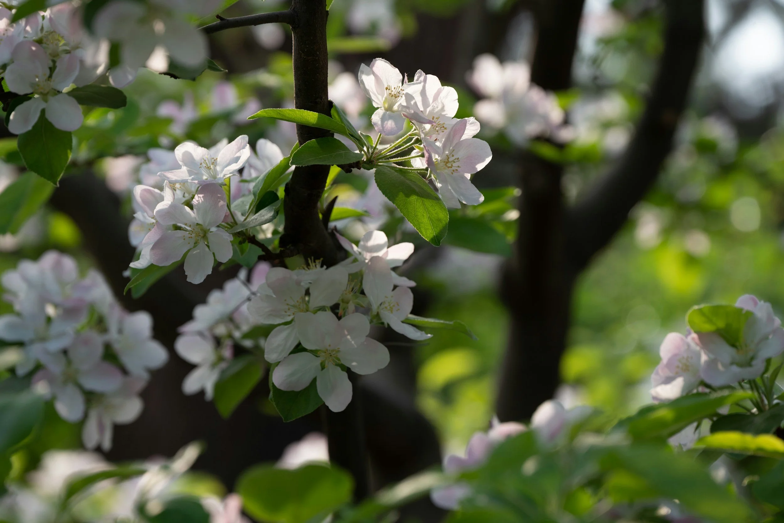 Delicate white pear blossoms in bloom