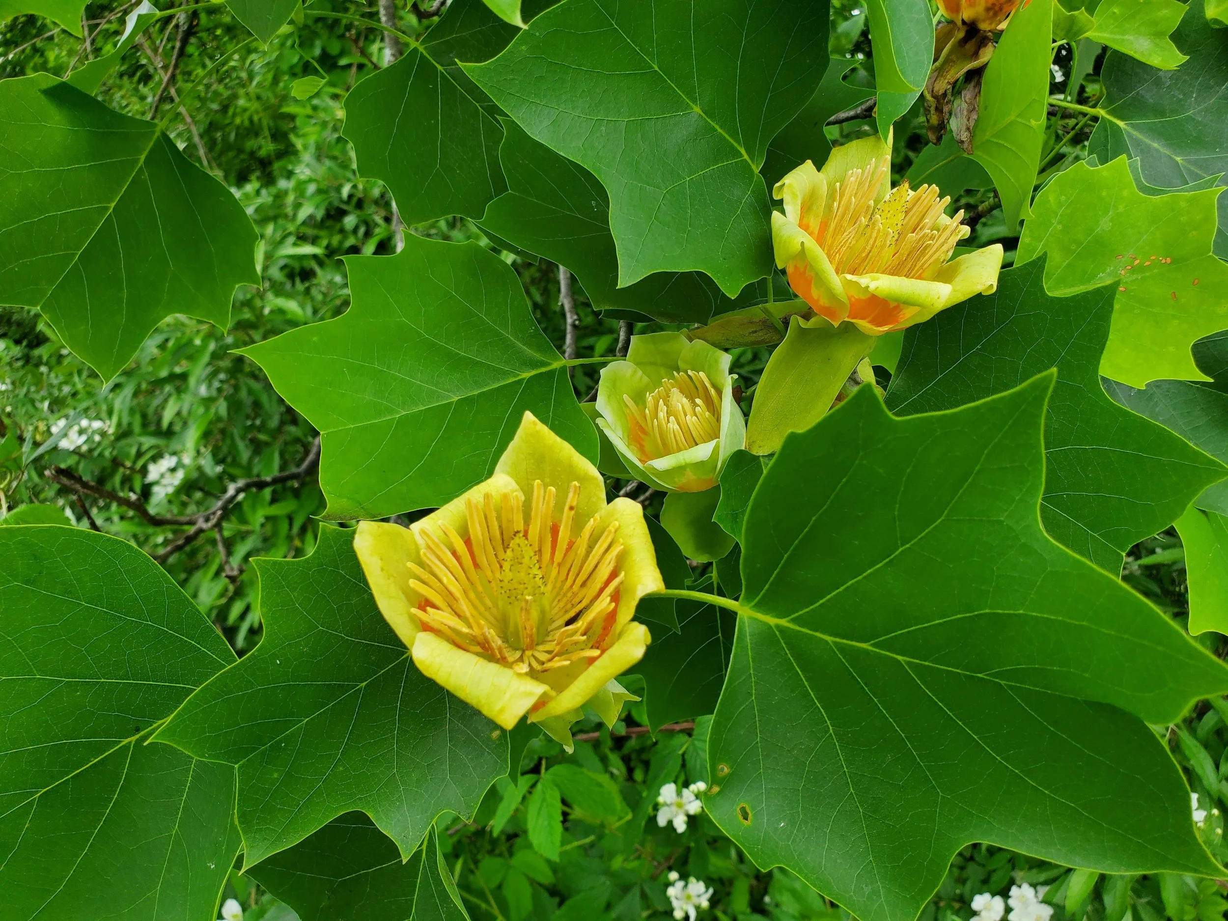 Orange and yellow tulip shaped blooms on a tulip poplar tree
