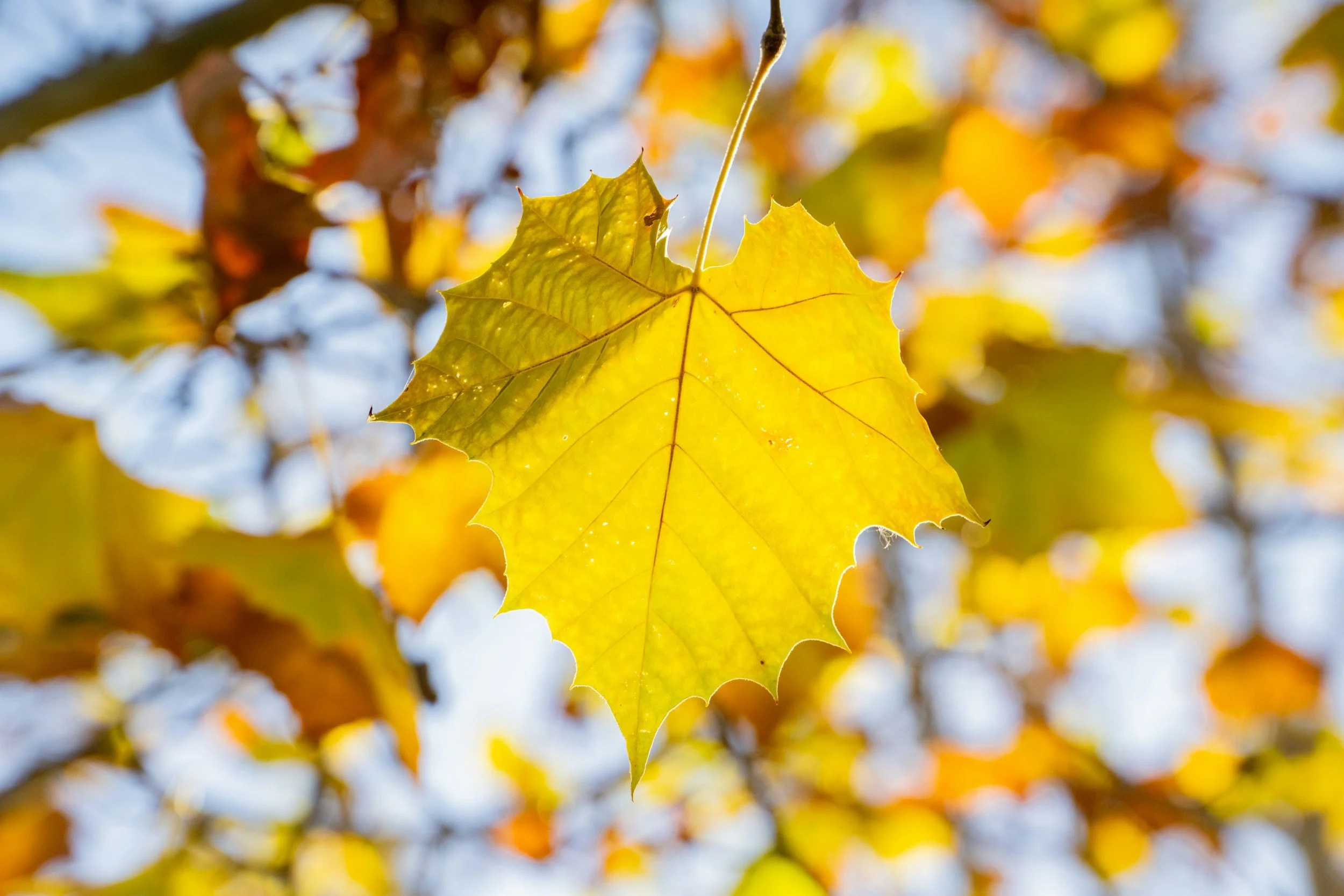 Yellow leaves of the sycamore tree in sunlight