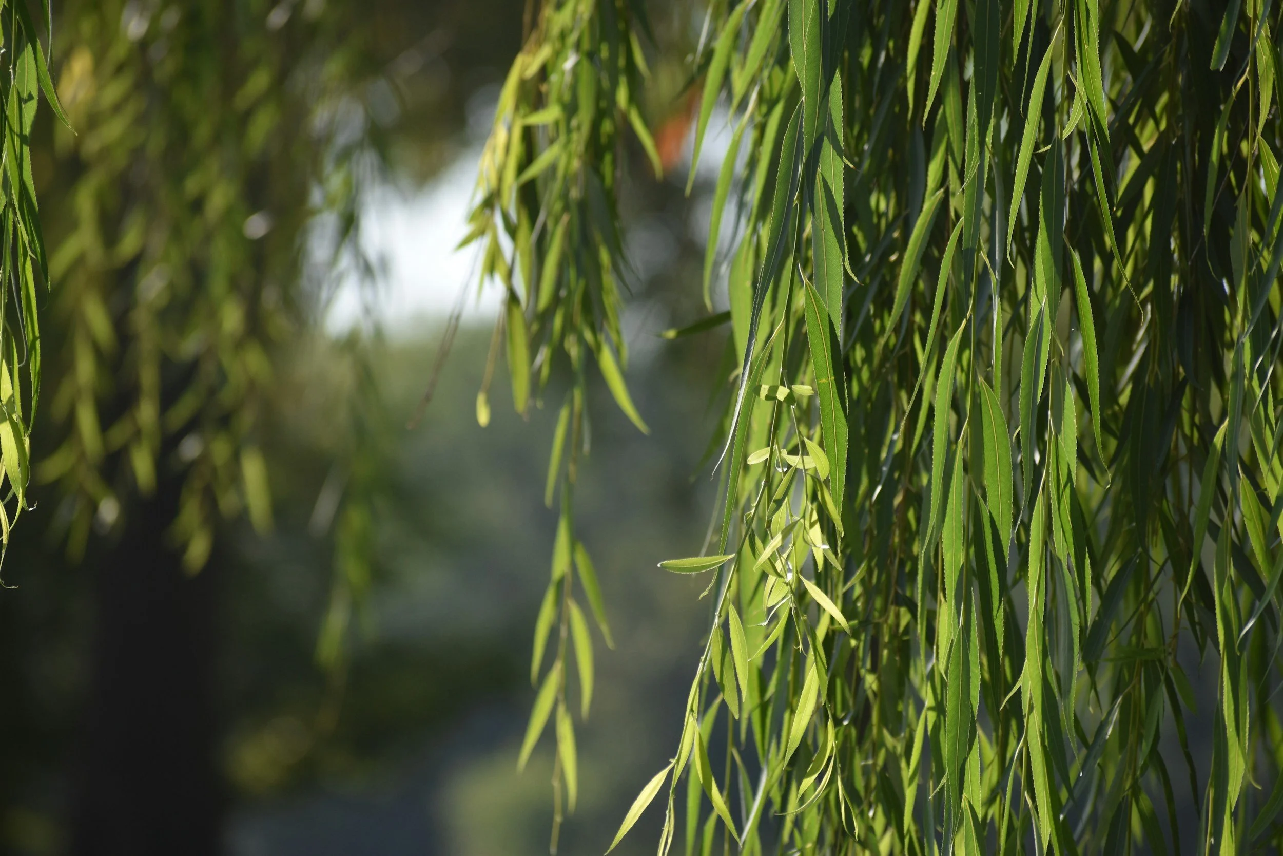 A few branches of a green weeping willow