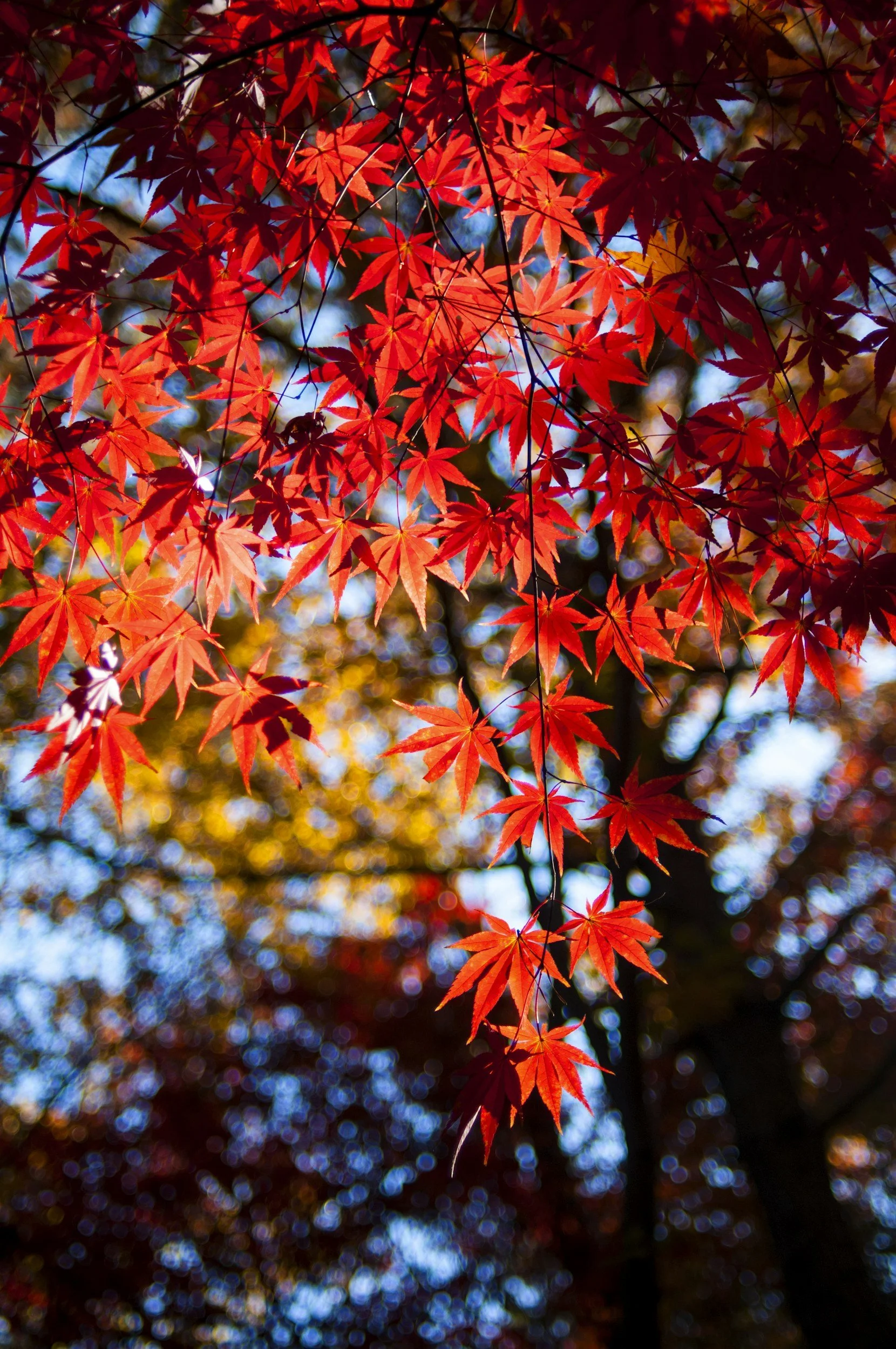 Vibrant red maple leaves in fall