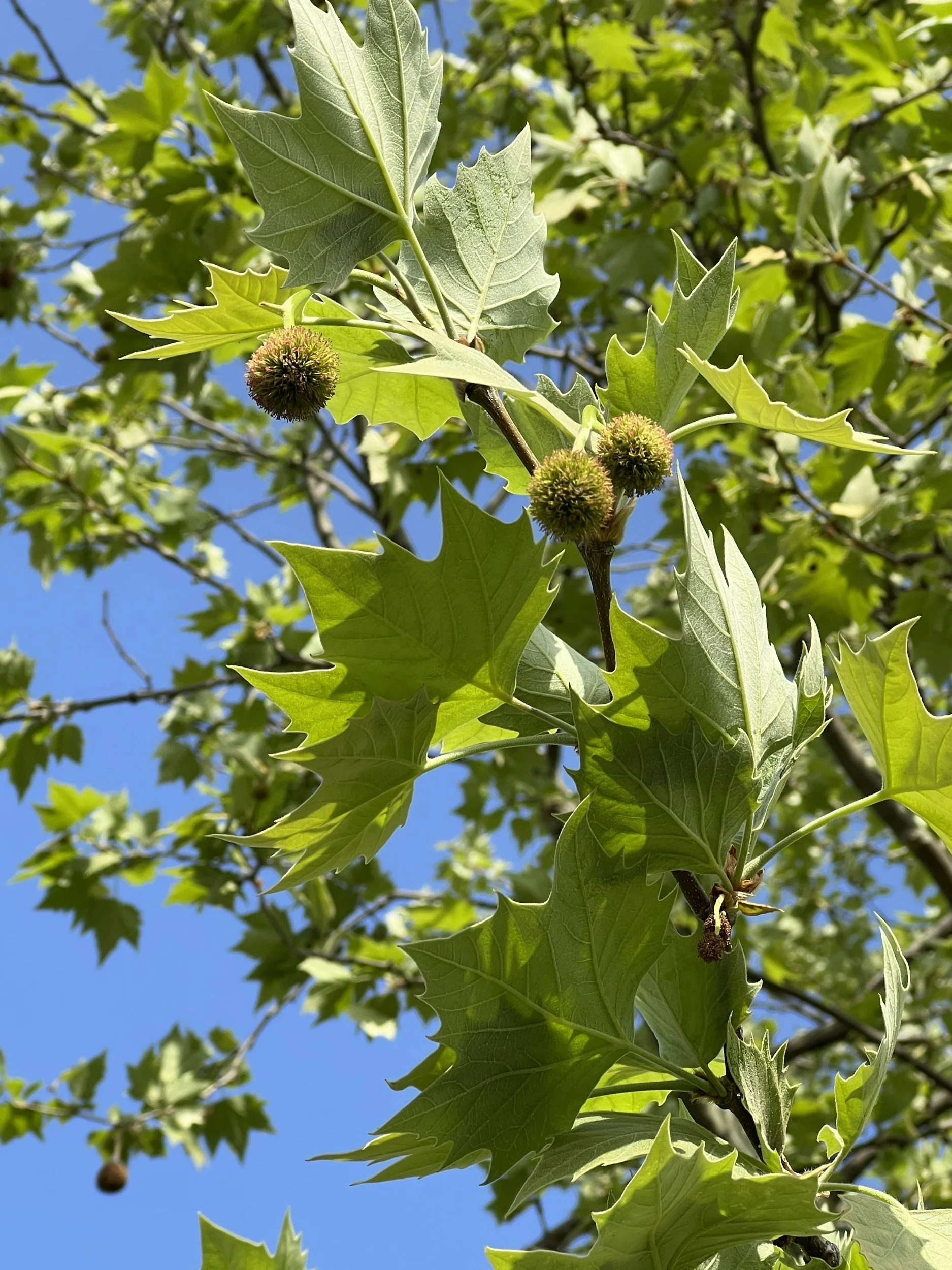 View of green sweetgum tree branches with their signature spiky round sweetgum balls
