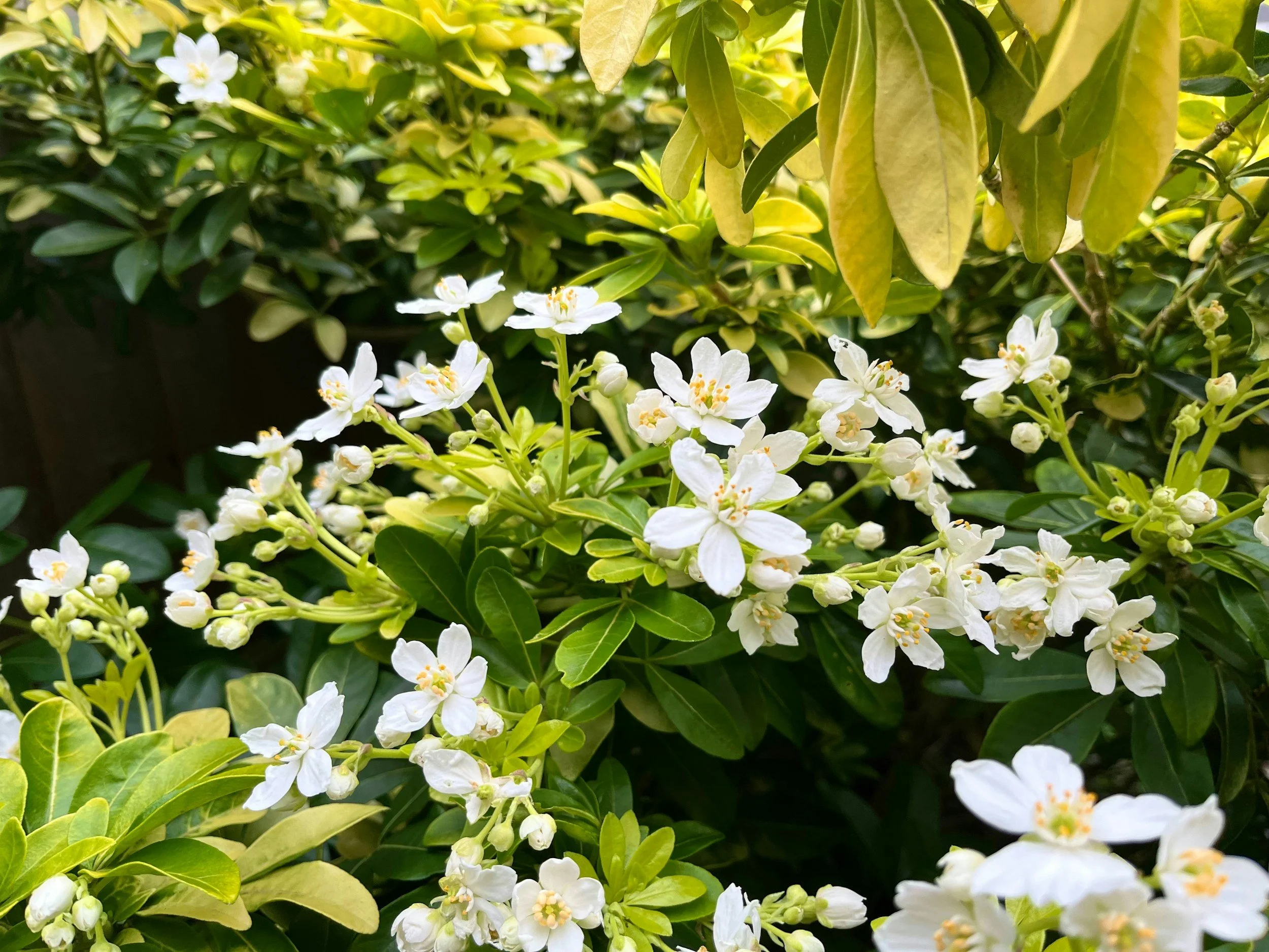 White blossoms in bloom on a mock orange tree
