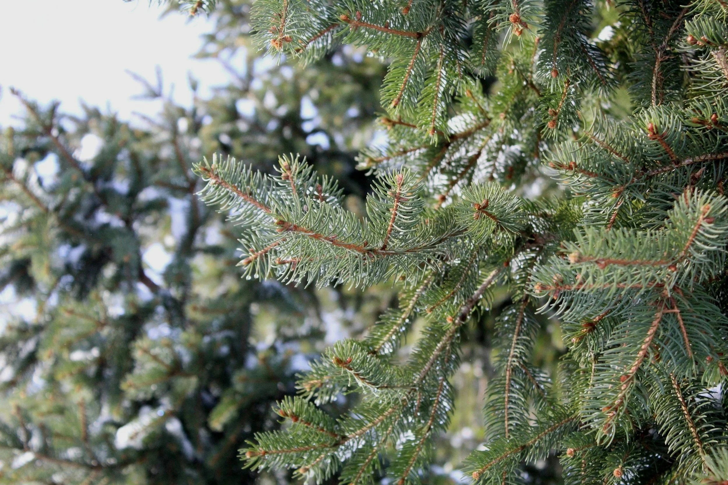 Up close photo of a green branch on an evergreen tree.
