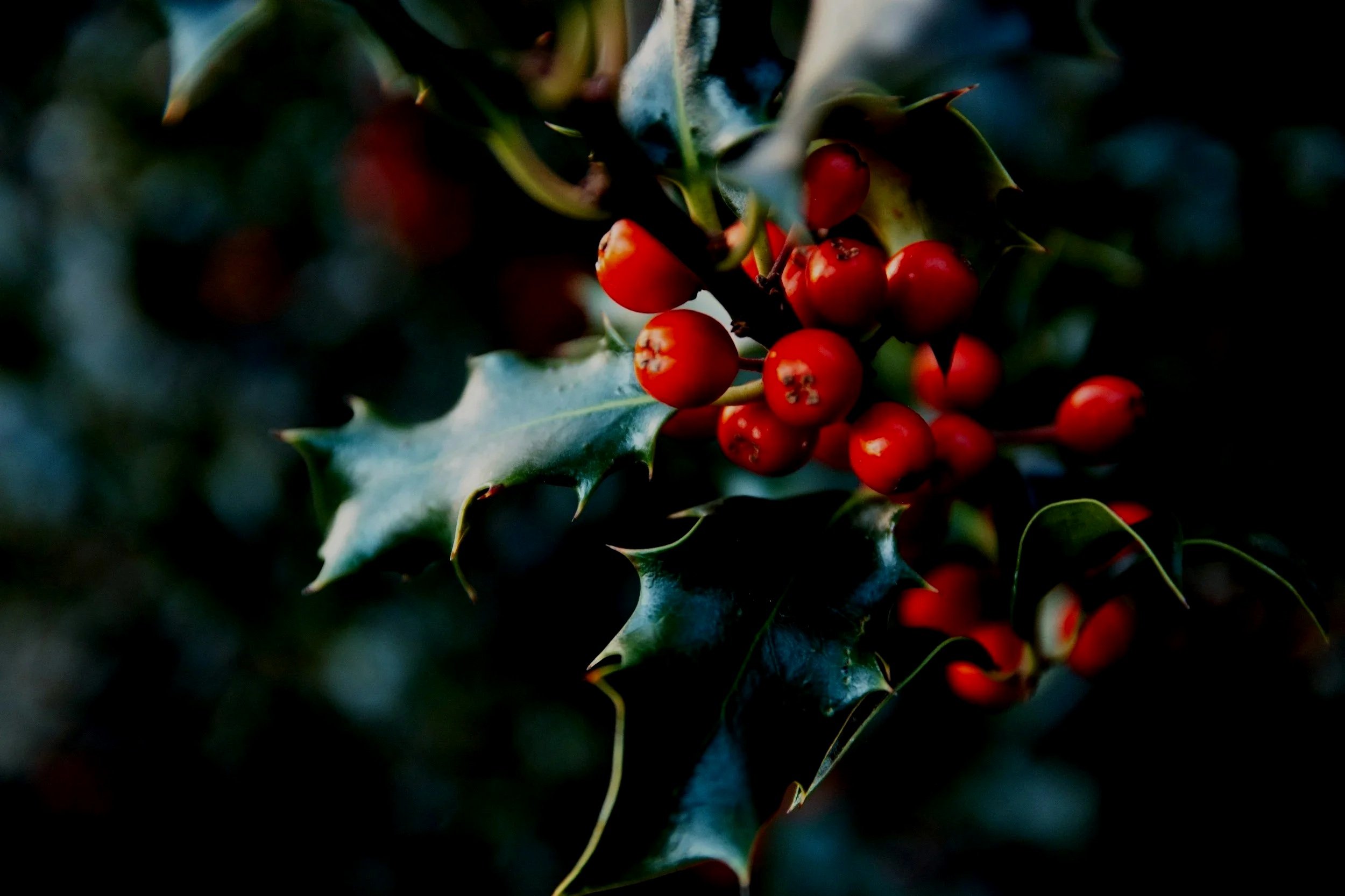 Bright red holly berries and dark green spiked leaves