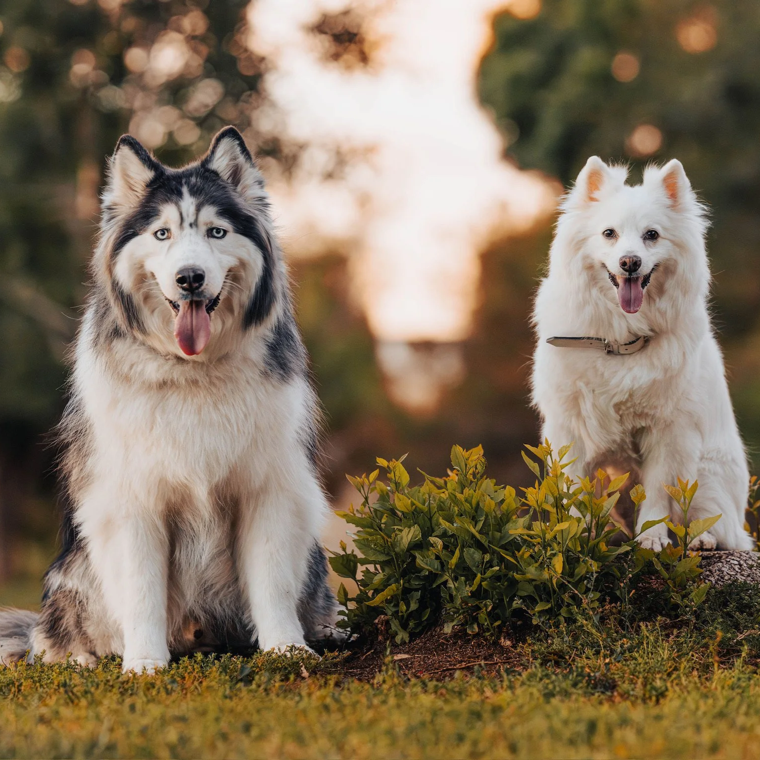 Two dogs, a husky and a white fluffy dog, sitting outdoors on grass during sunset, with a blurred background of trees and water.