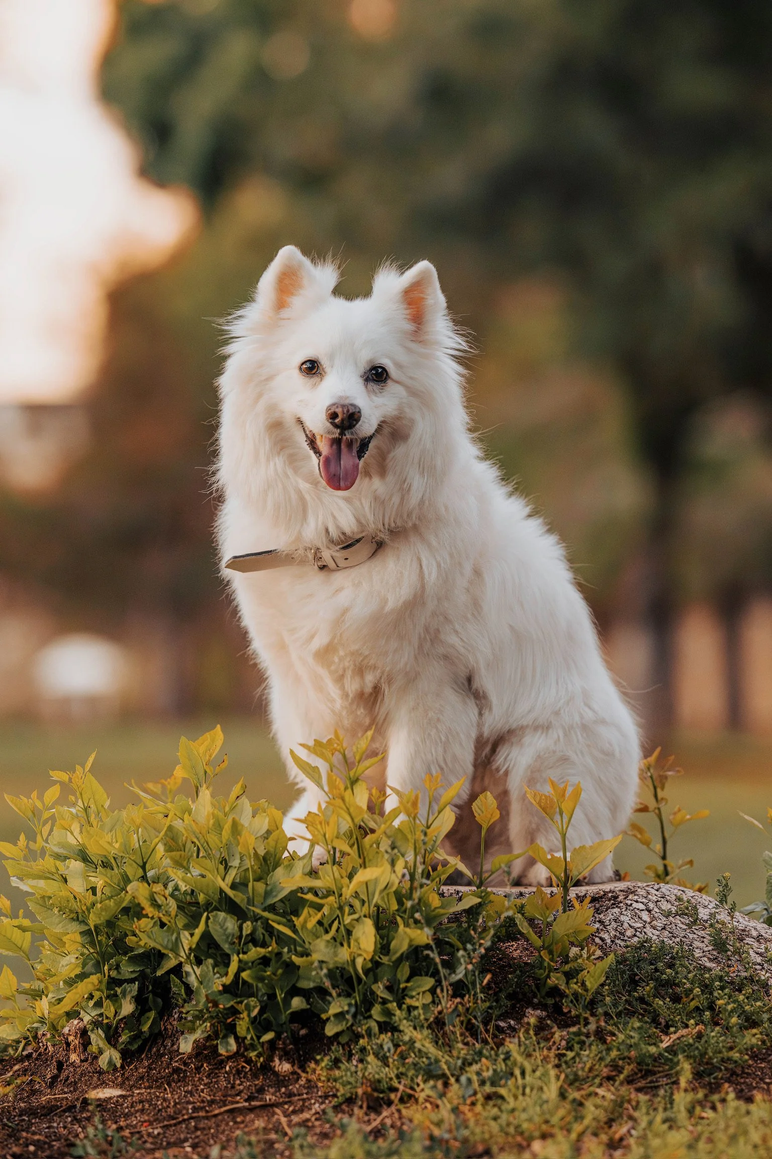 A white fluffy dog sitting outdoors among green plants and fallen leaves, with a blurred background of trees and a warm sunset sky.