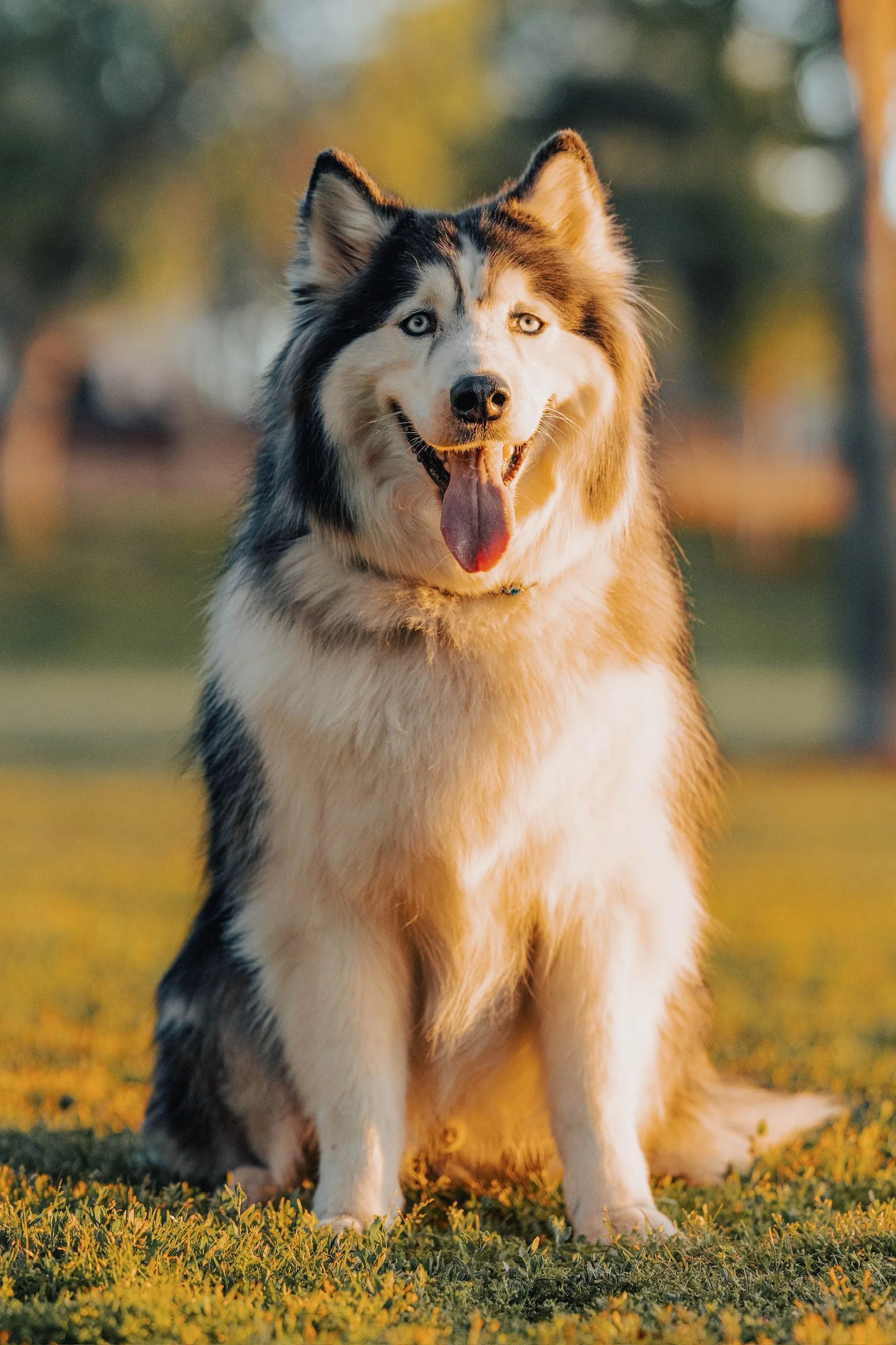 A Siberian Husky dog sitting on grass with a blurred background of trees during sunset.