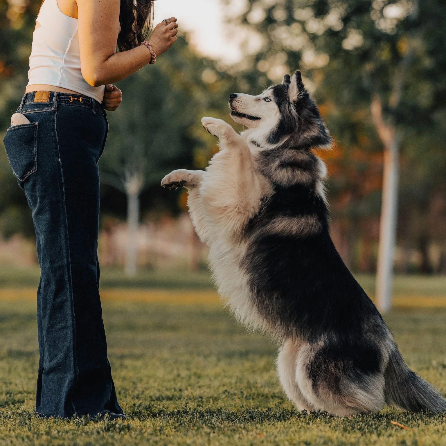 A person in blue jeans and a white tank top training a large black and white Siberian Husky dog outdoors in a park with trees in the background, during what appears to be late afternoon or early evening.