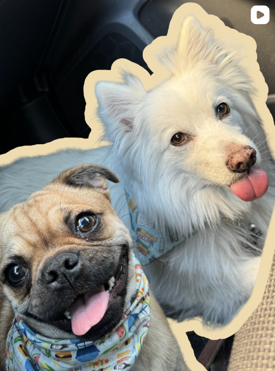 Two dogs sitting in a car, both with their tongues out and wearing colorful bandanas.