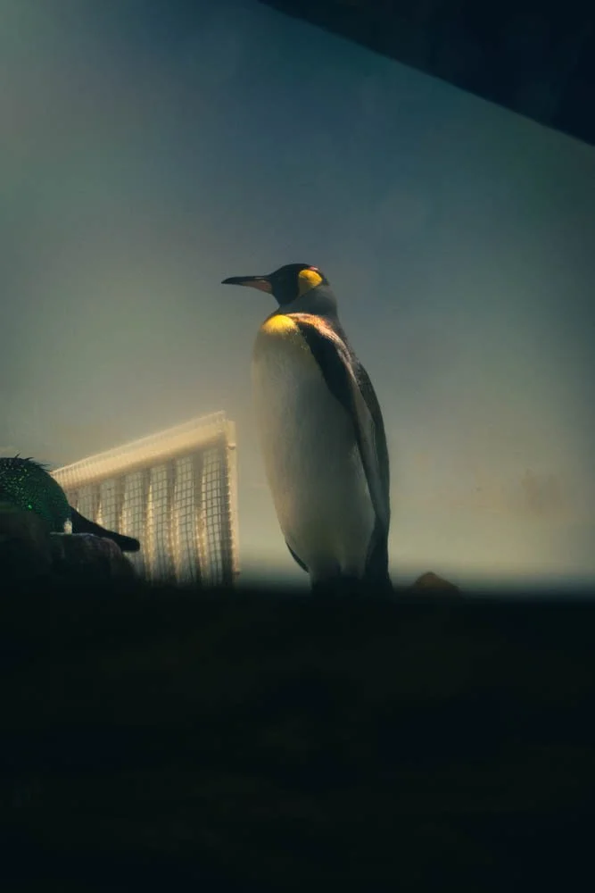 A penguin standing indoors near a mesh enclosure, with a dark surrounding and a light background.