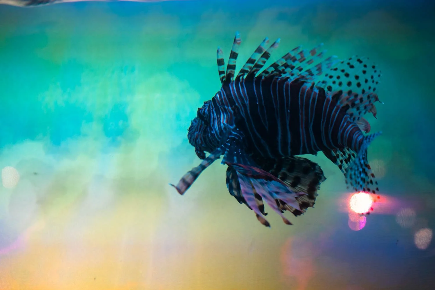Colorful underwater scene with a vibrant lionfish swimming amidst blurred light reflections.
